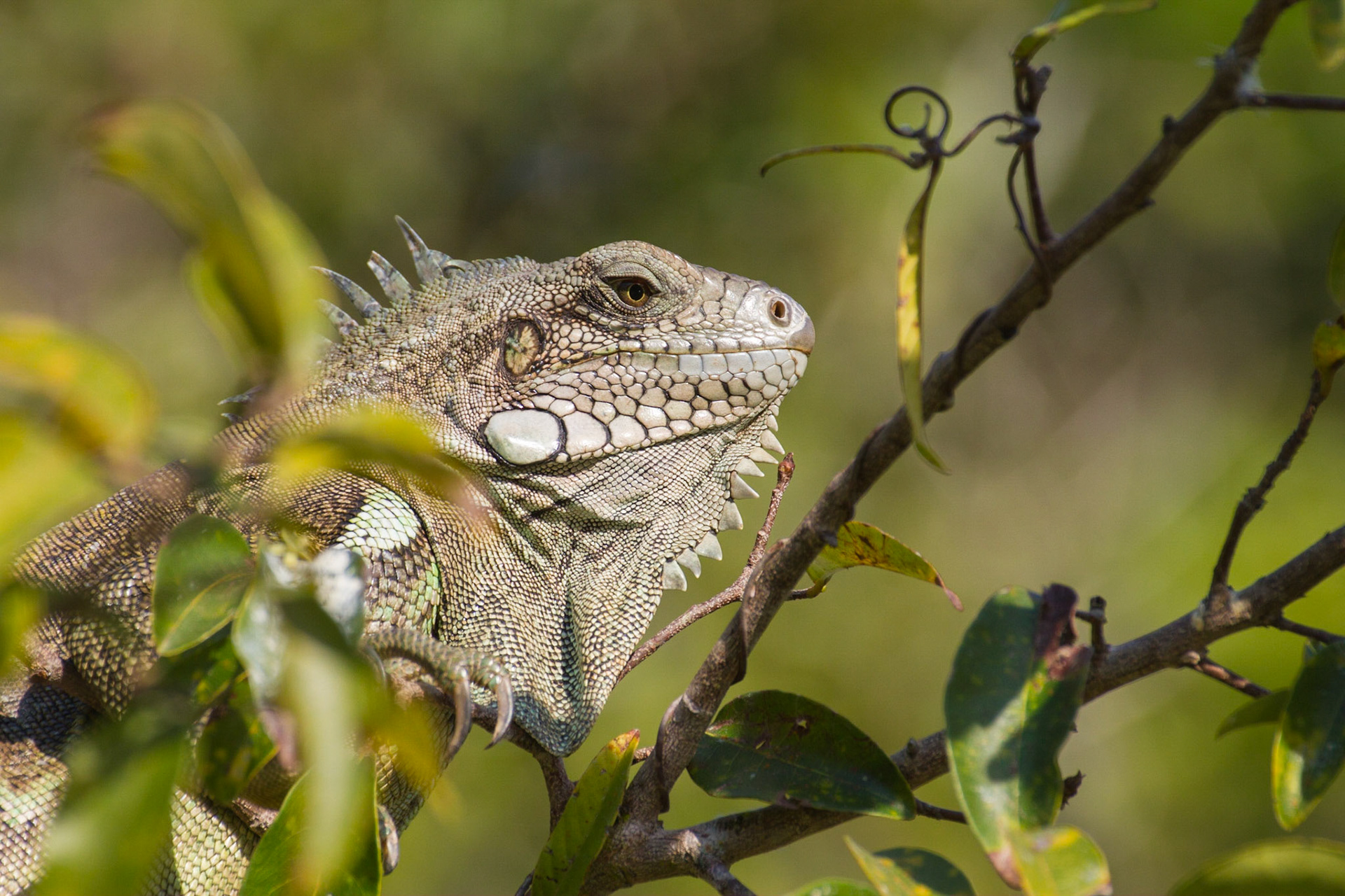 Green iguana. The Pantanal, Brazil. 2011.