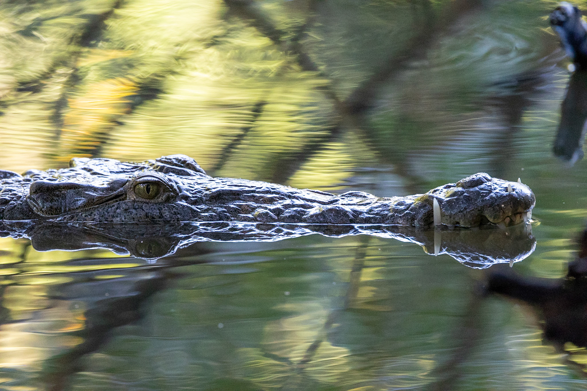 American Crocodile.