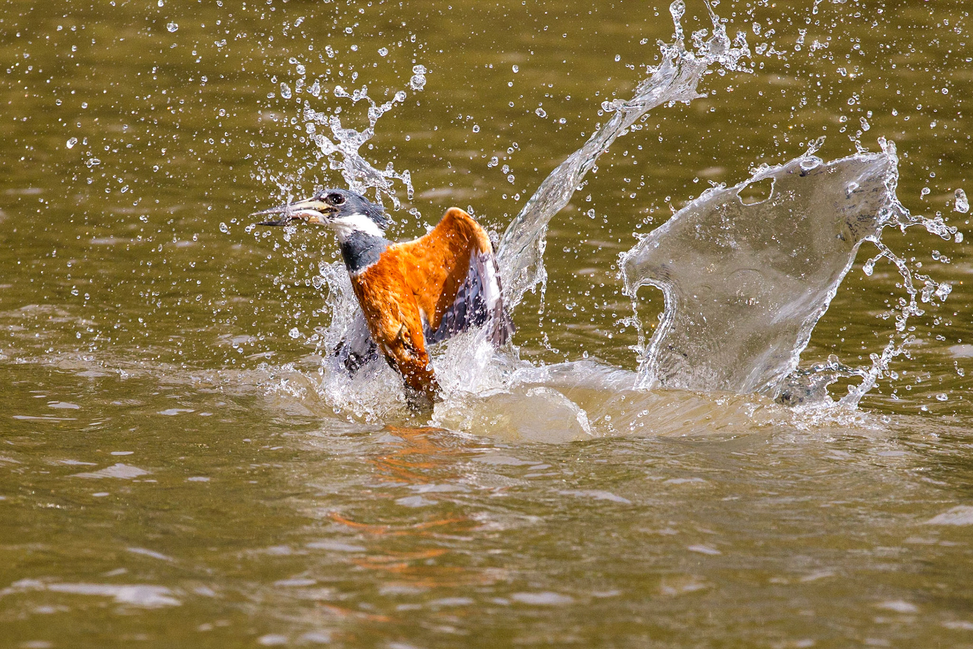 Ringed Kingfisher fishing, Pantanal, Brazil. 2016.