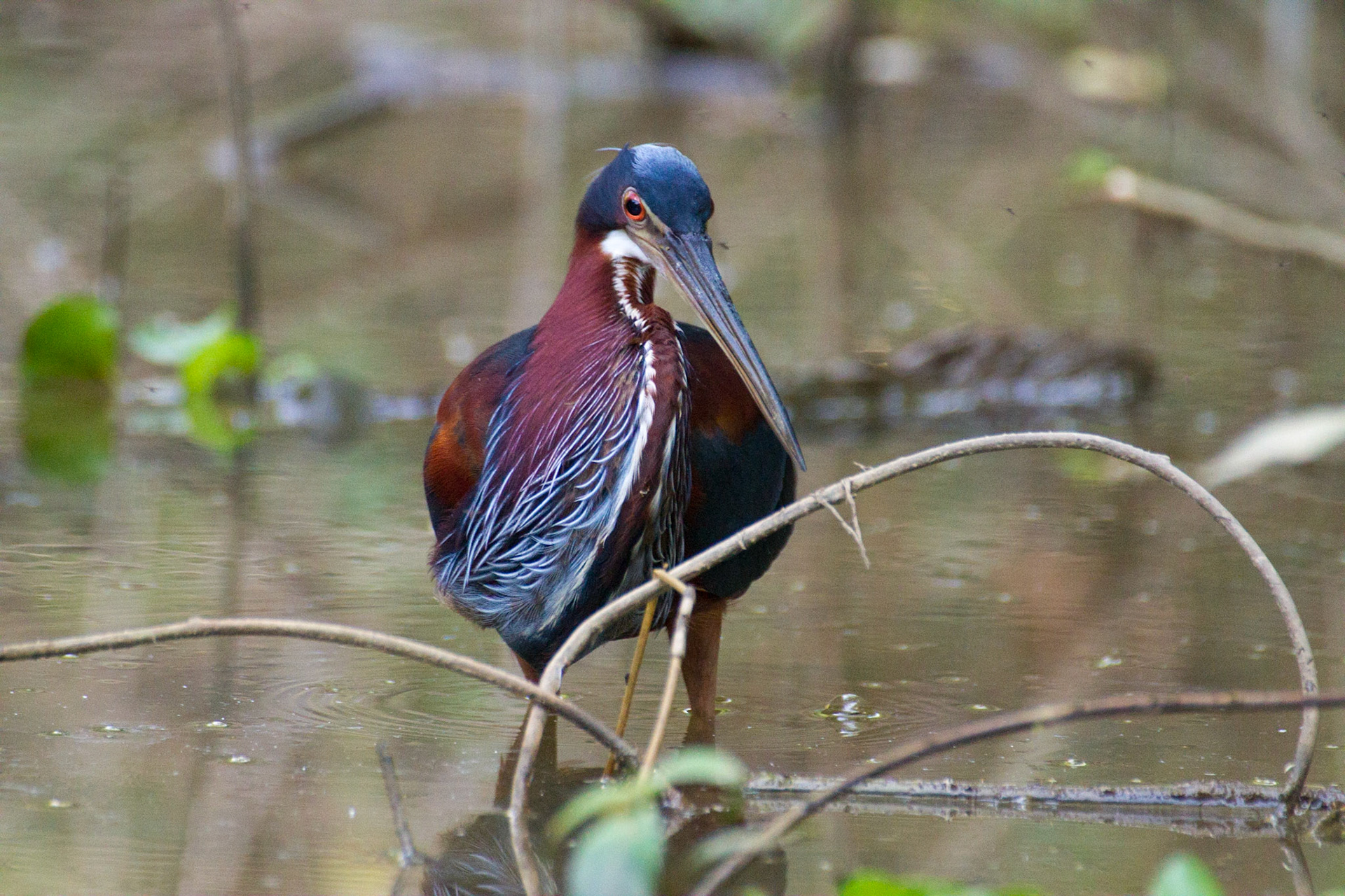 The agami heron is a solitary secretive heron that is rarely seen in the open. Pixiam River, Pantanal, Brazil.