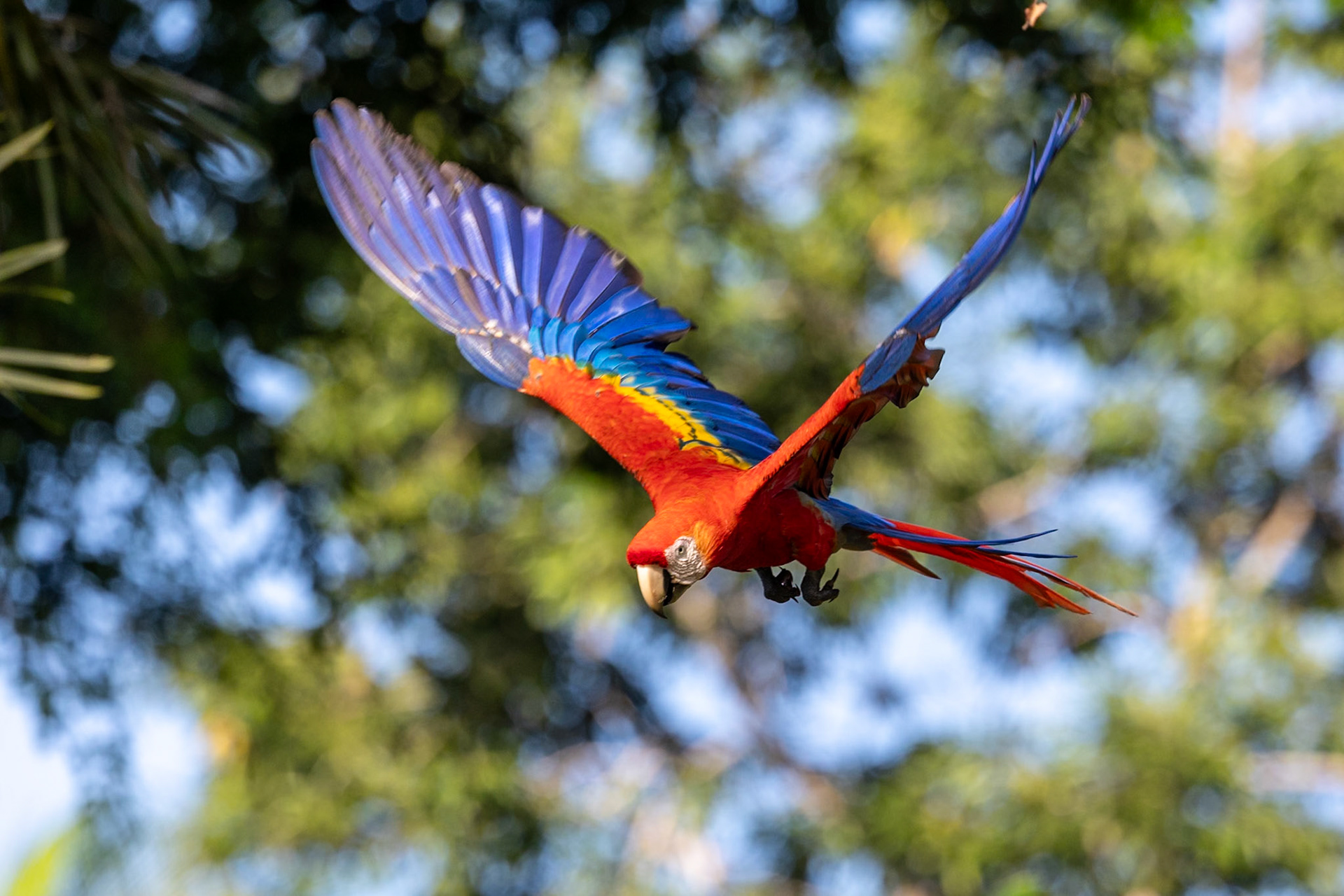 Scarlet Macaw.