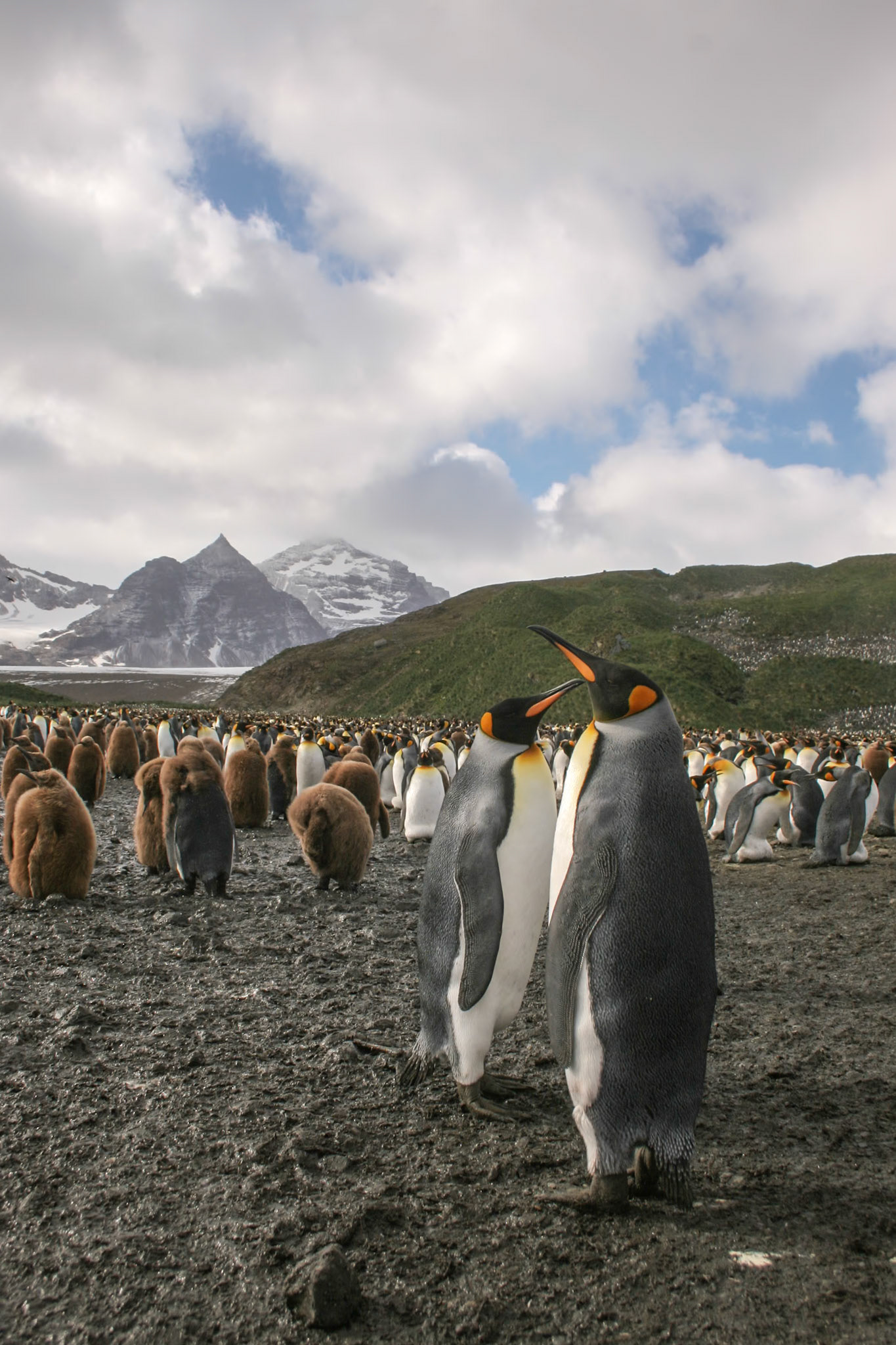King Penguins, Salisbury Plain, South Georgia