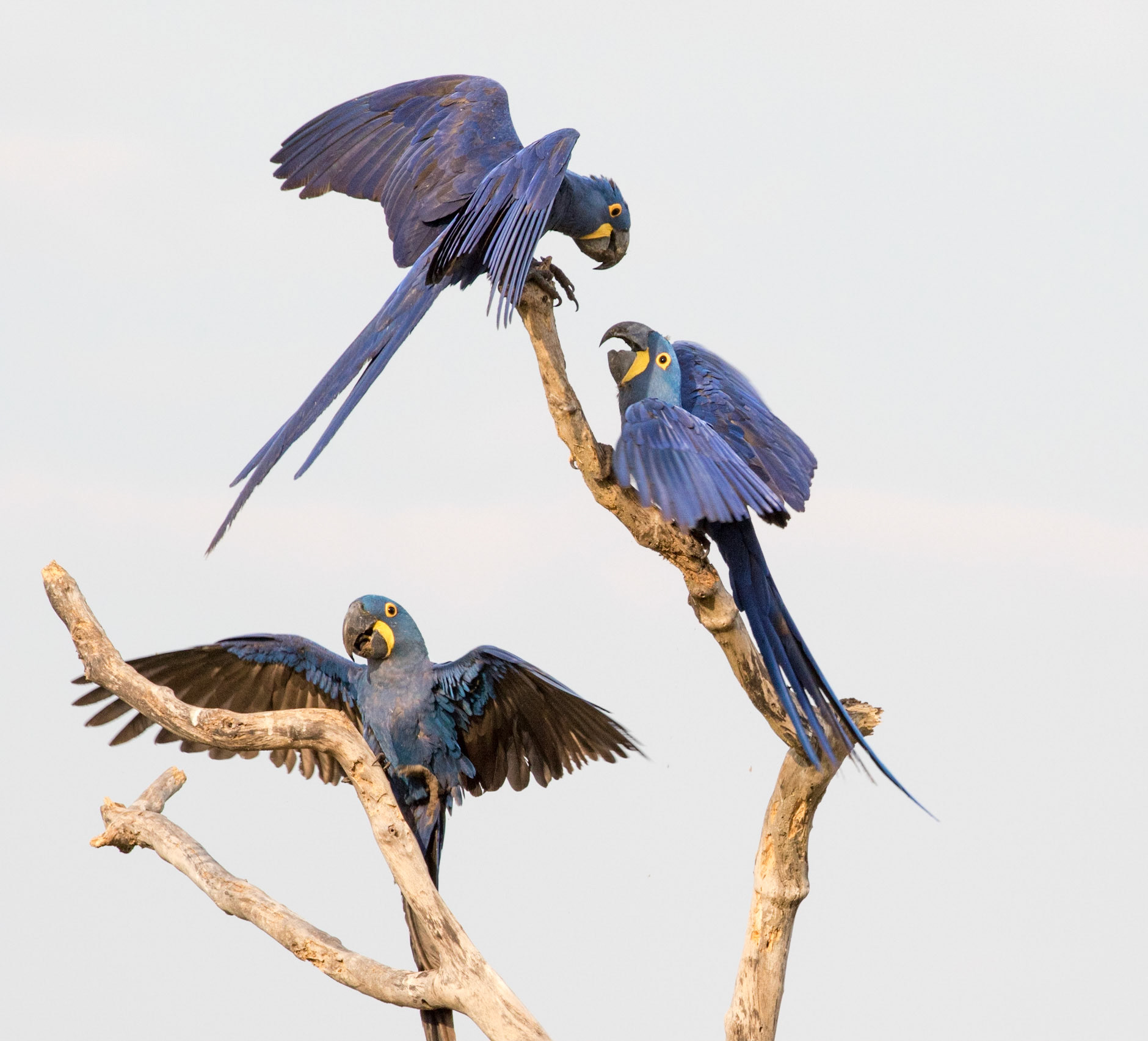 Hyacinth Macaws, Barranco Alto, Brazil. 2016.