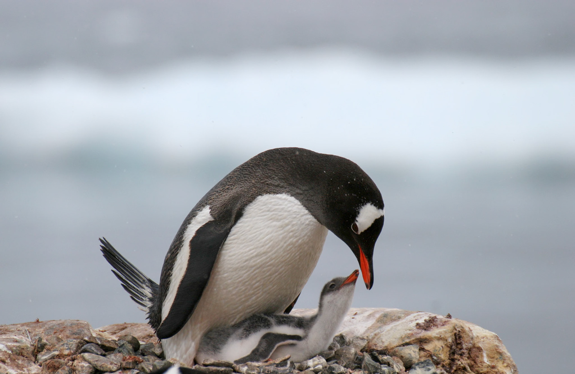 Gentoo Penguin with Chick, Cuverville Island