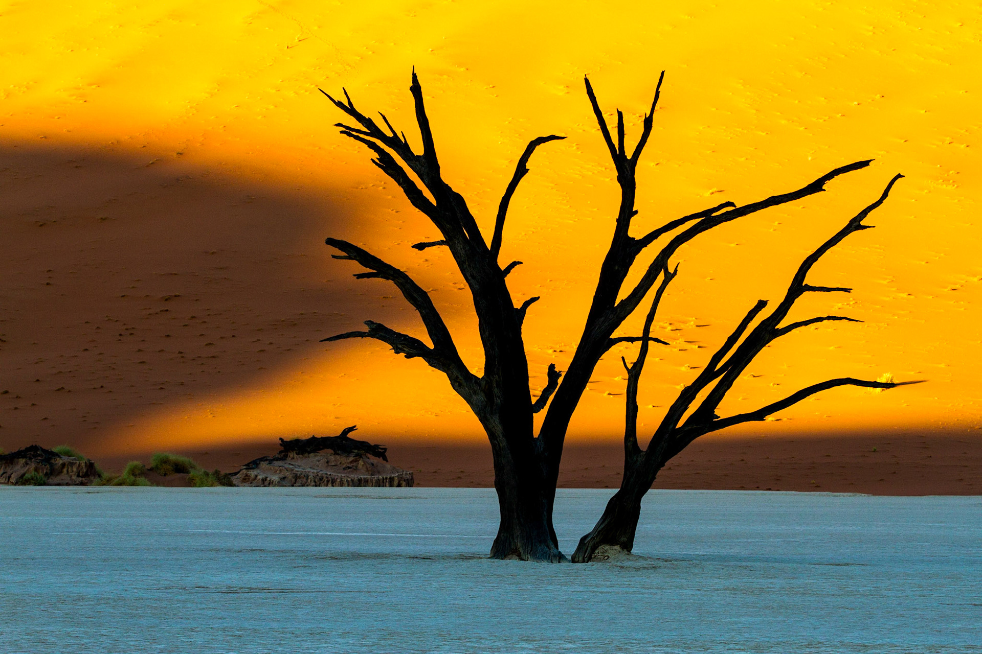 Camelthorn Tree Skeletons in the Nambib Deseert. Deadvlei, Namibia.