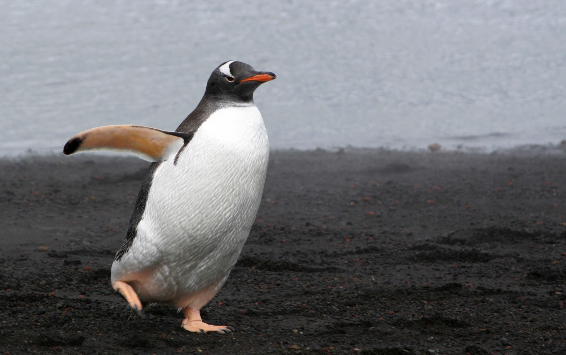 Gentoo Penguin, Deception Island