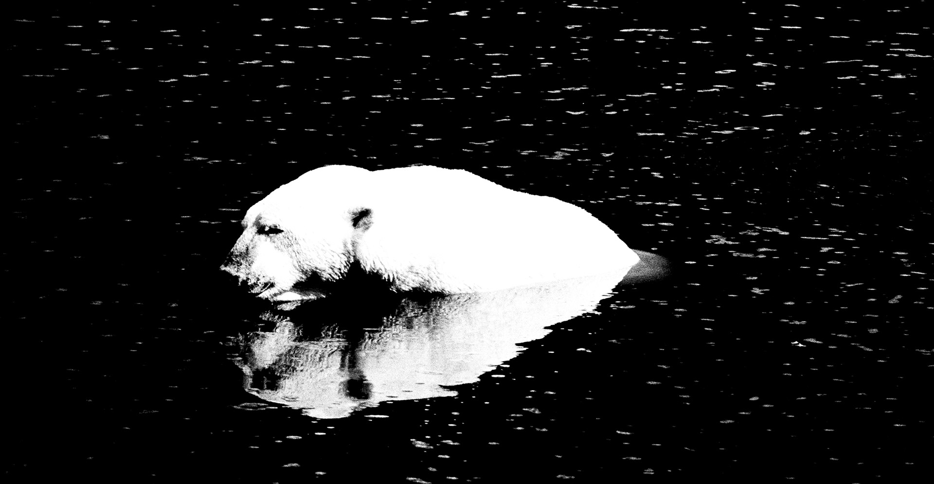 Polar bear