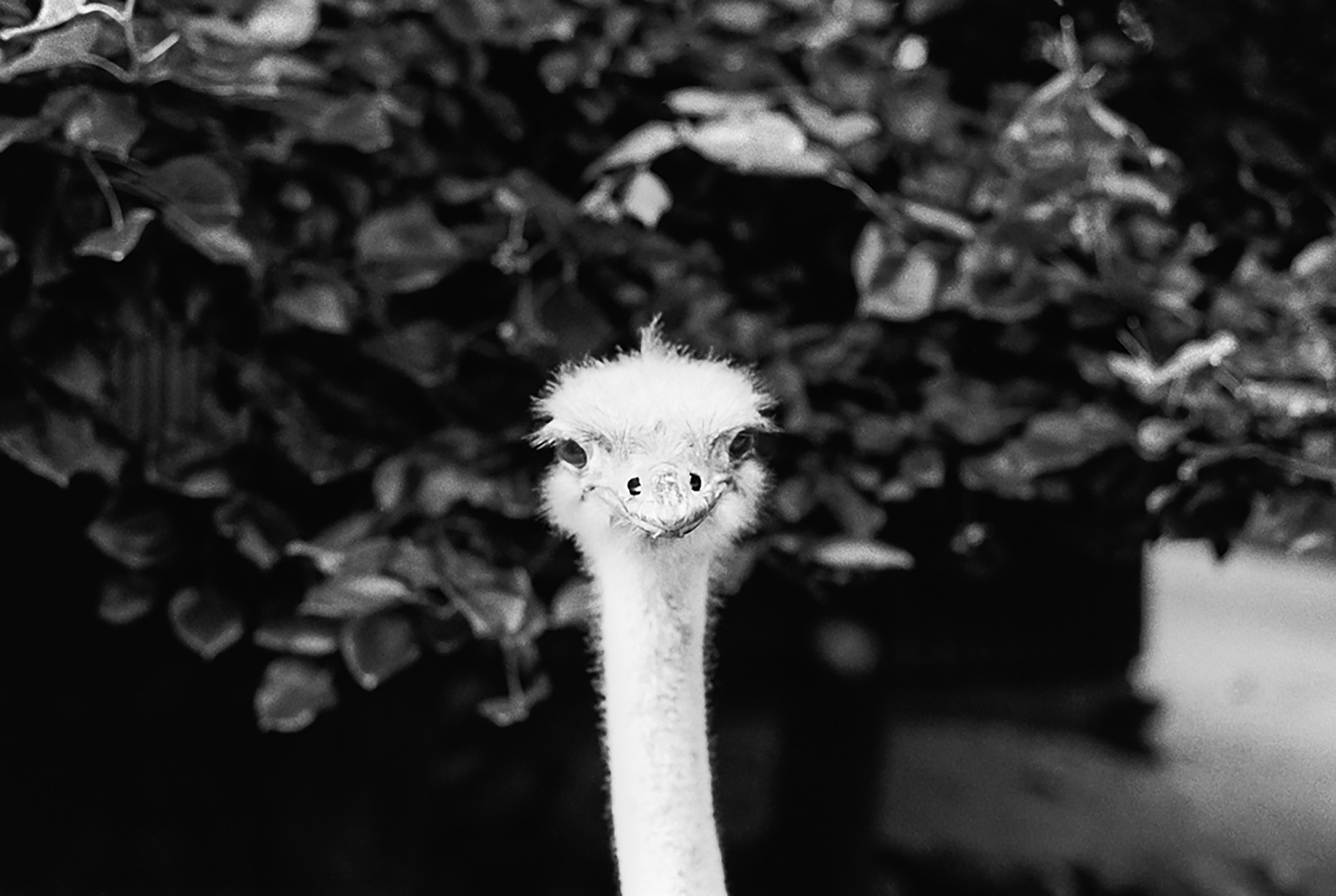 Ostrich