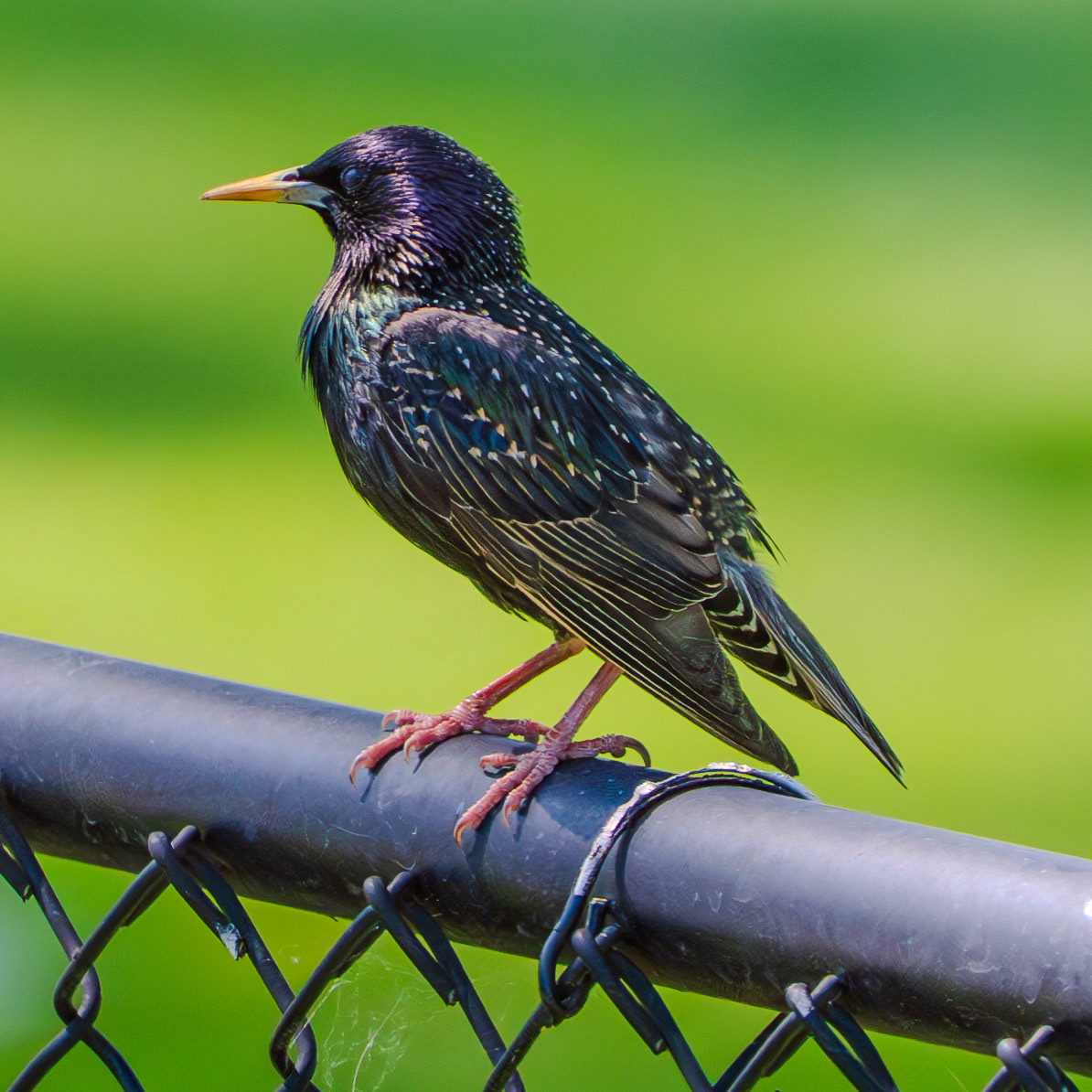 Starling on the fence