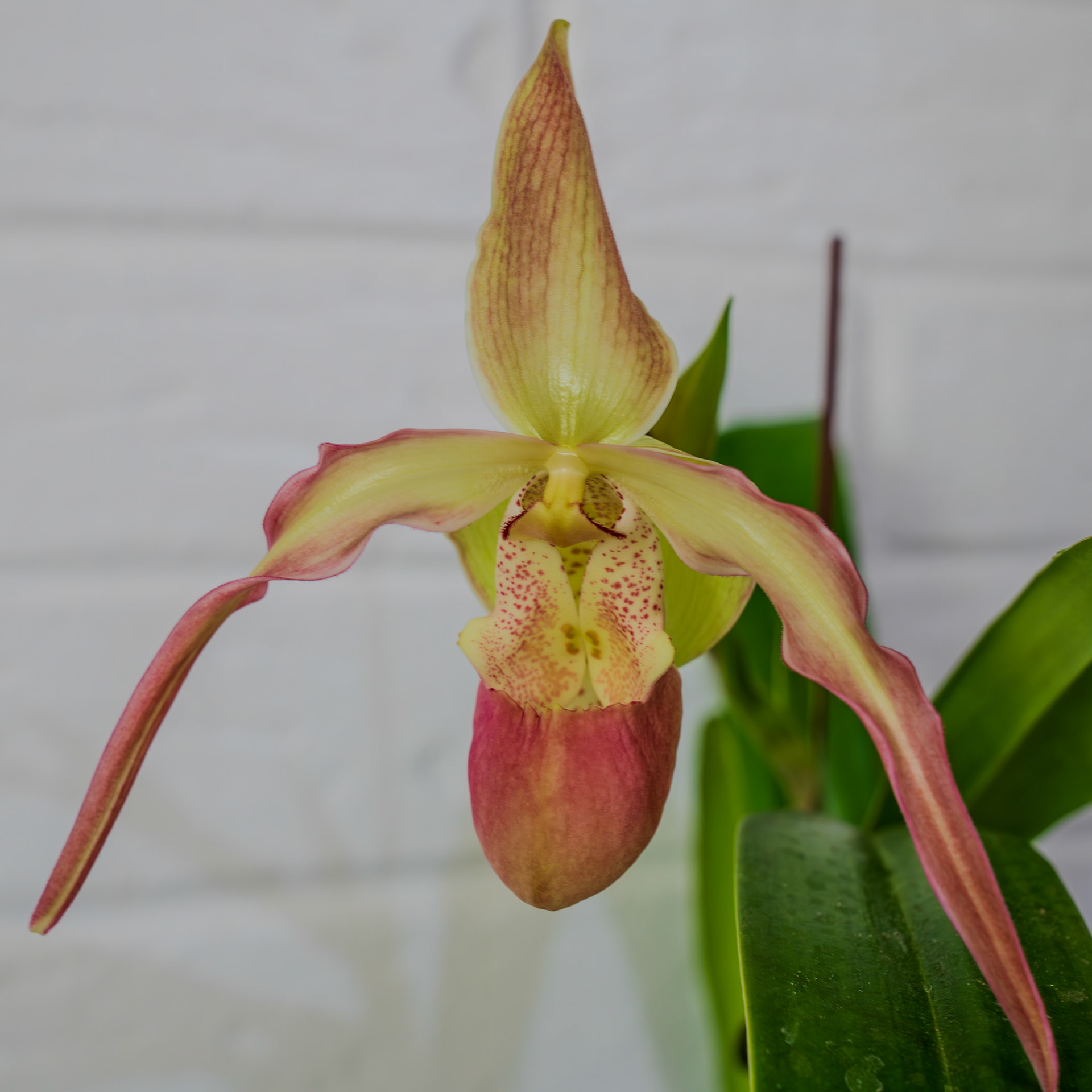 Phrag. Peruflora's Spirit