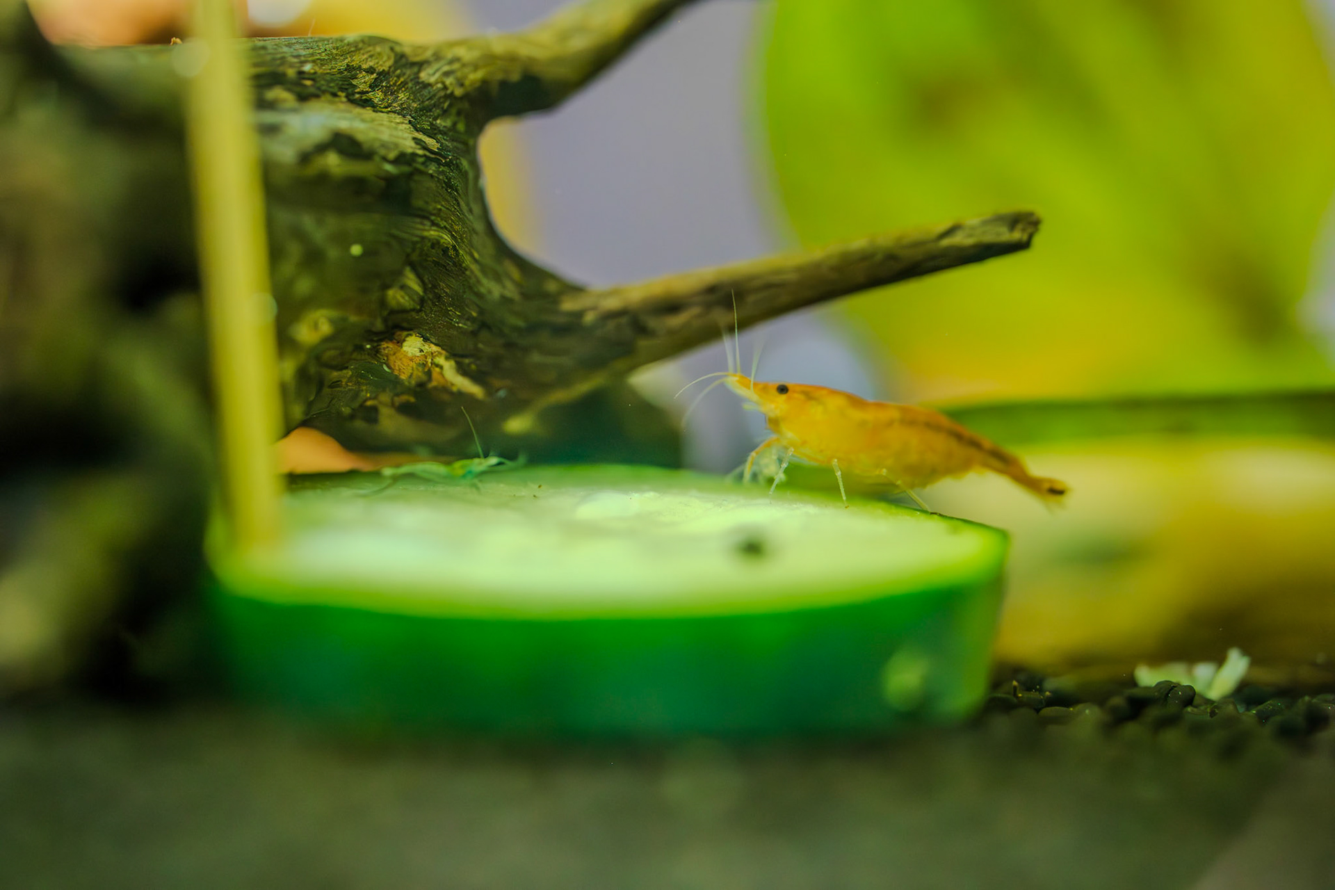 Shrimp closeup