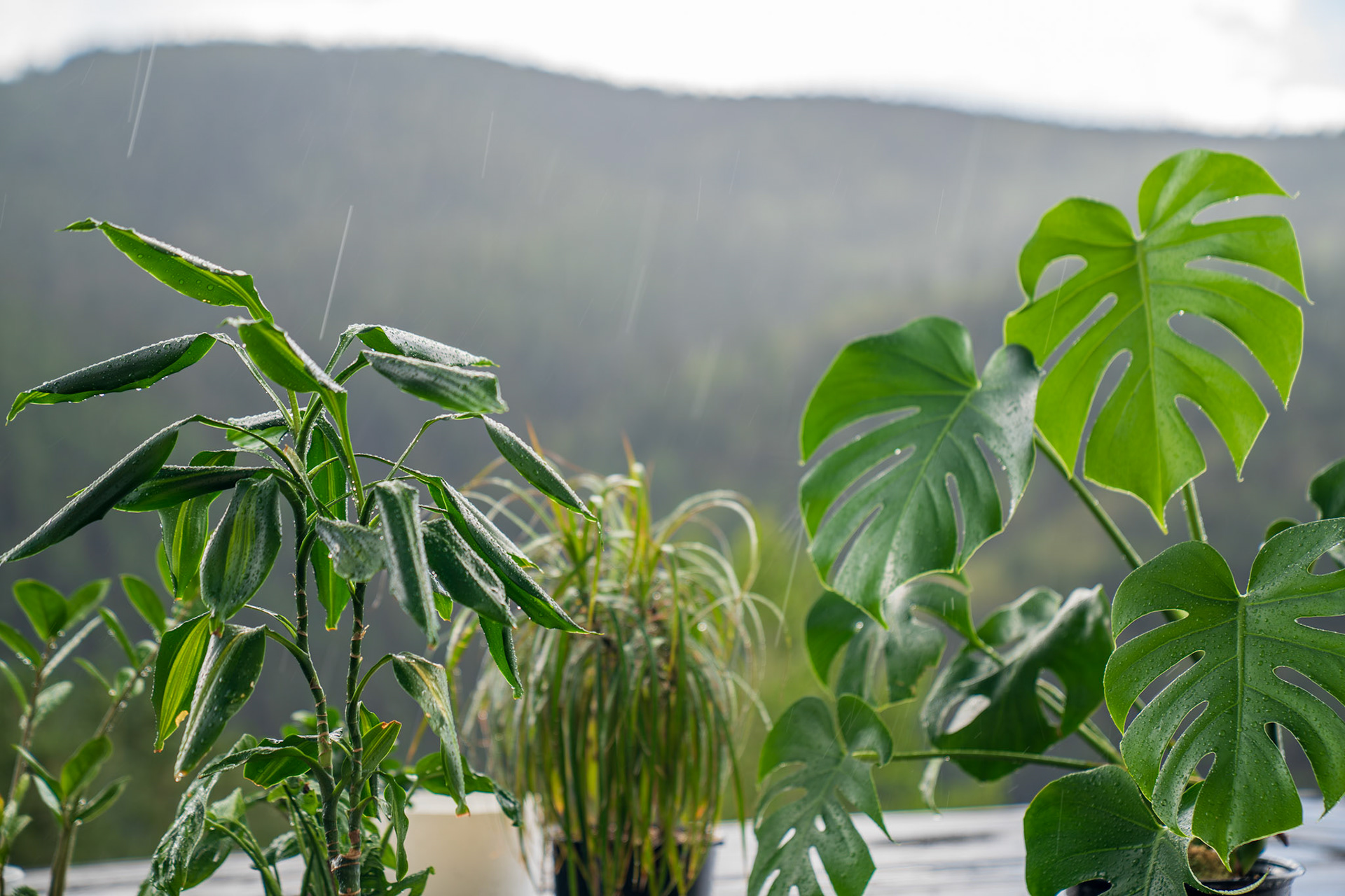 Houseplants enjoying the rain