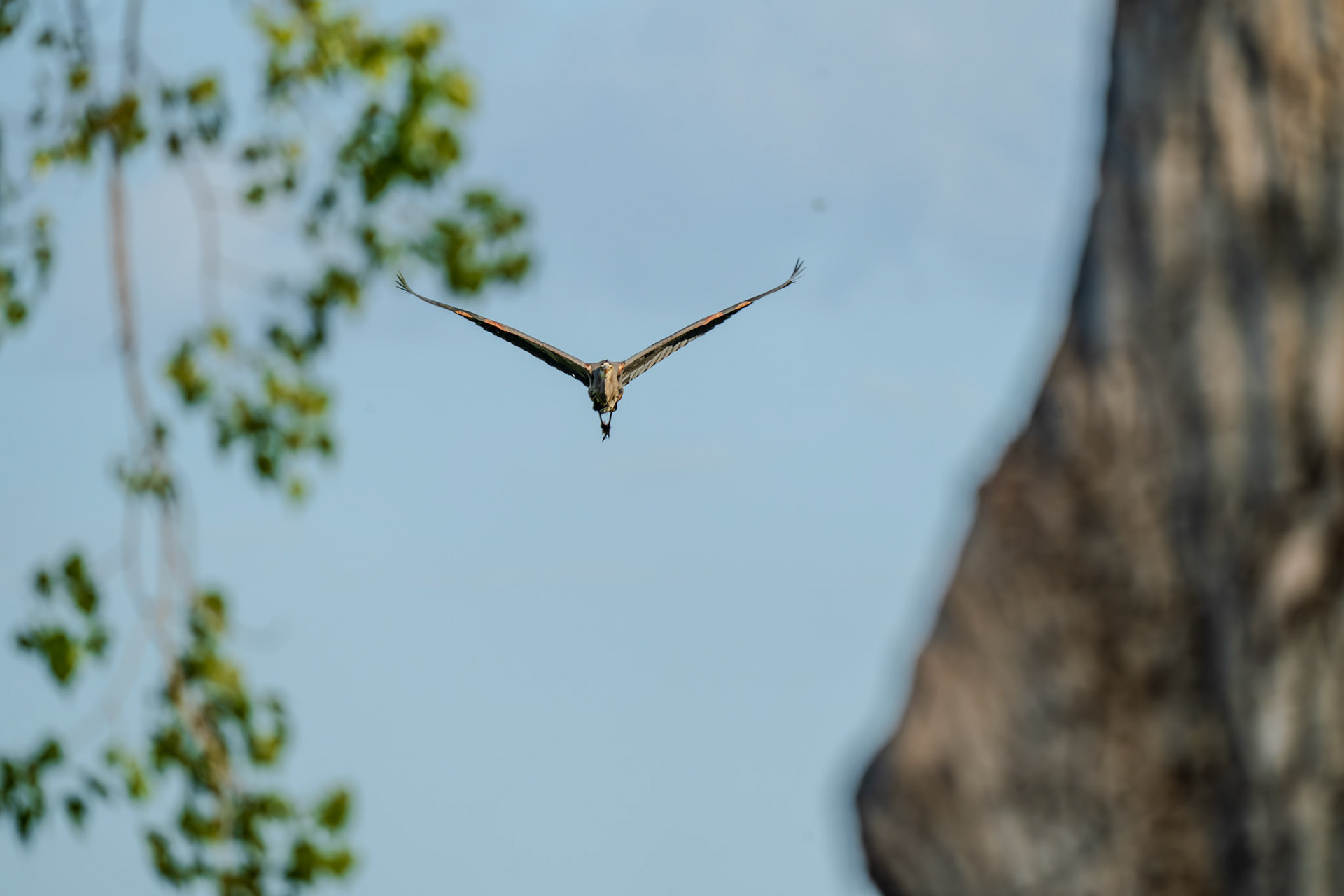 Great Blue Heron coming straight at you
