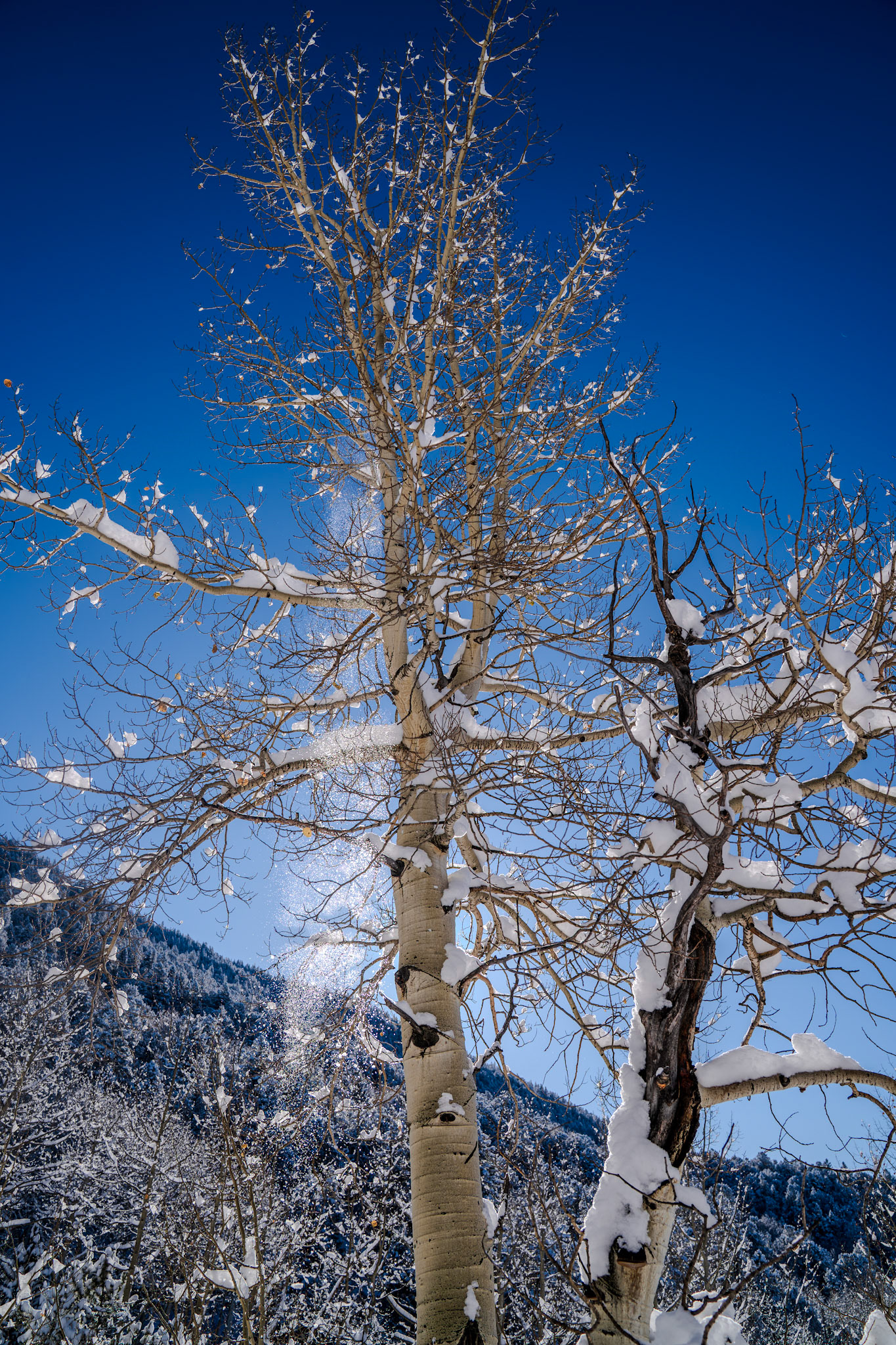 Snow days on the mountain