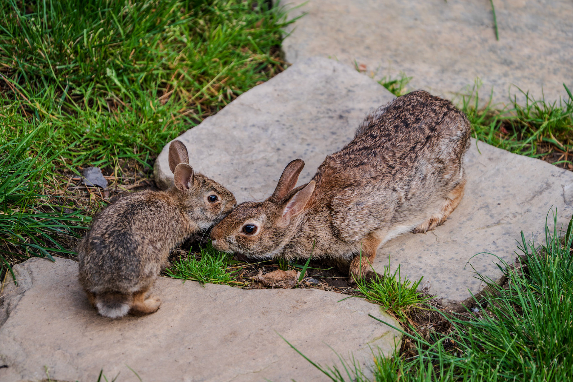 Bunny love