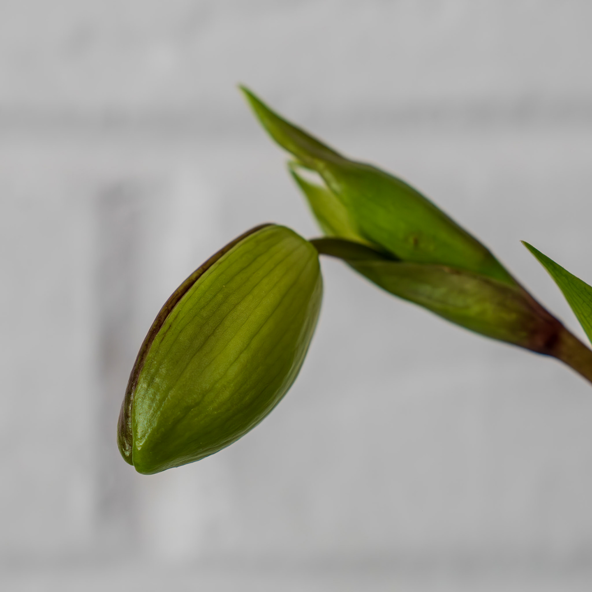 "Phrag. Peruflora's Spirit" from Birdman