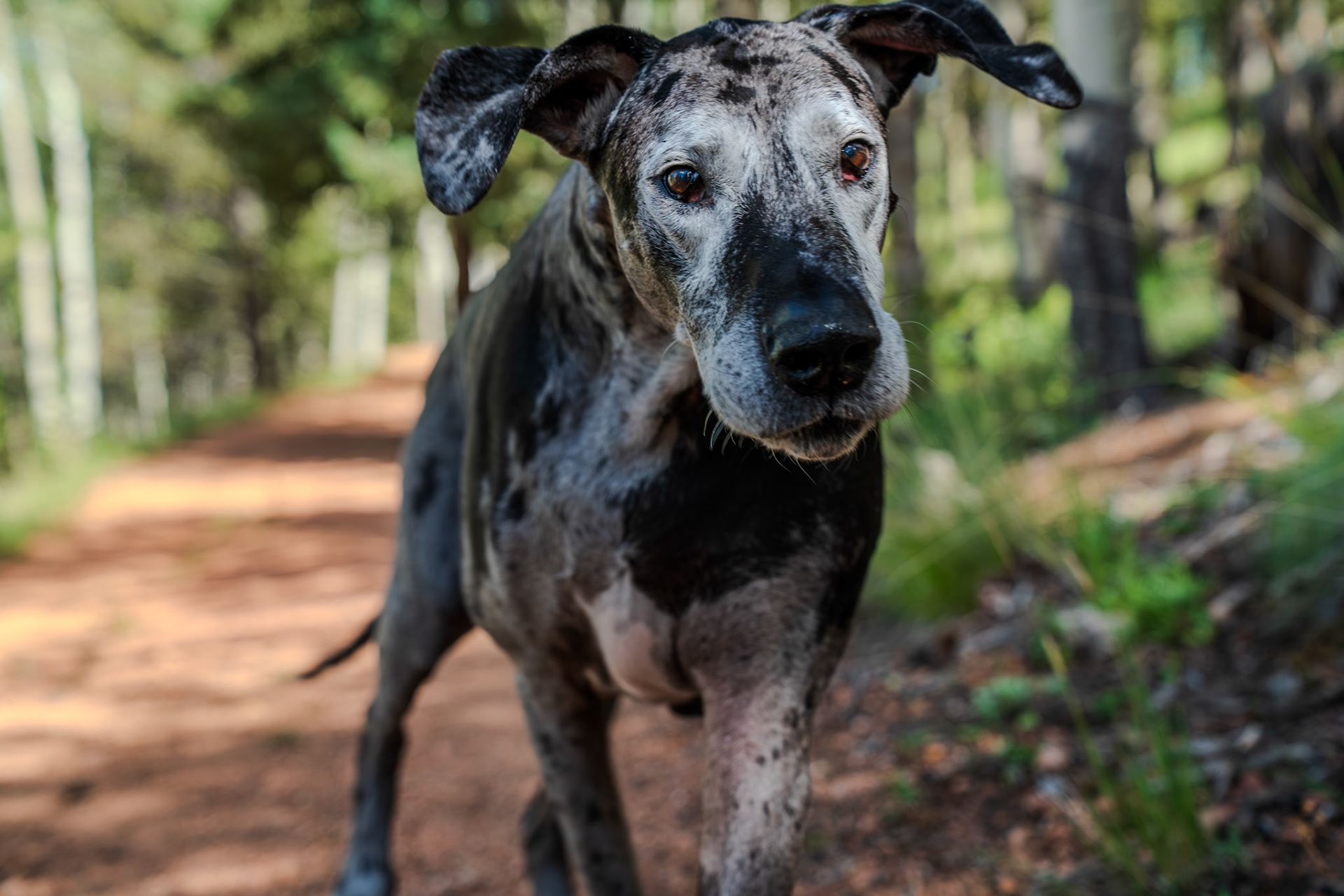 Scooby of the woods