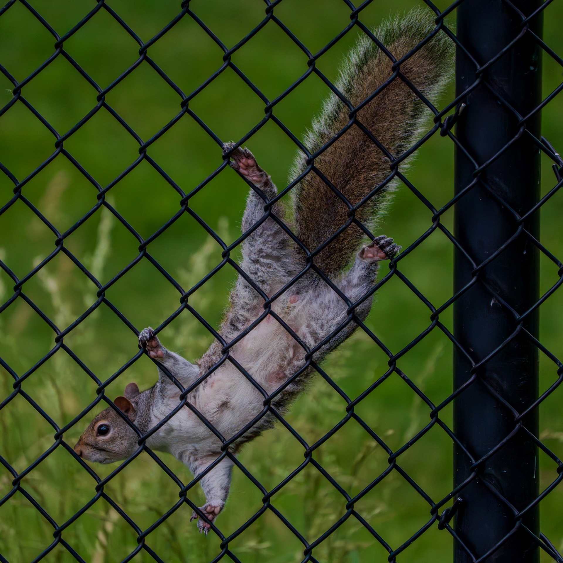 Ozzy squirrel