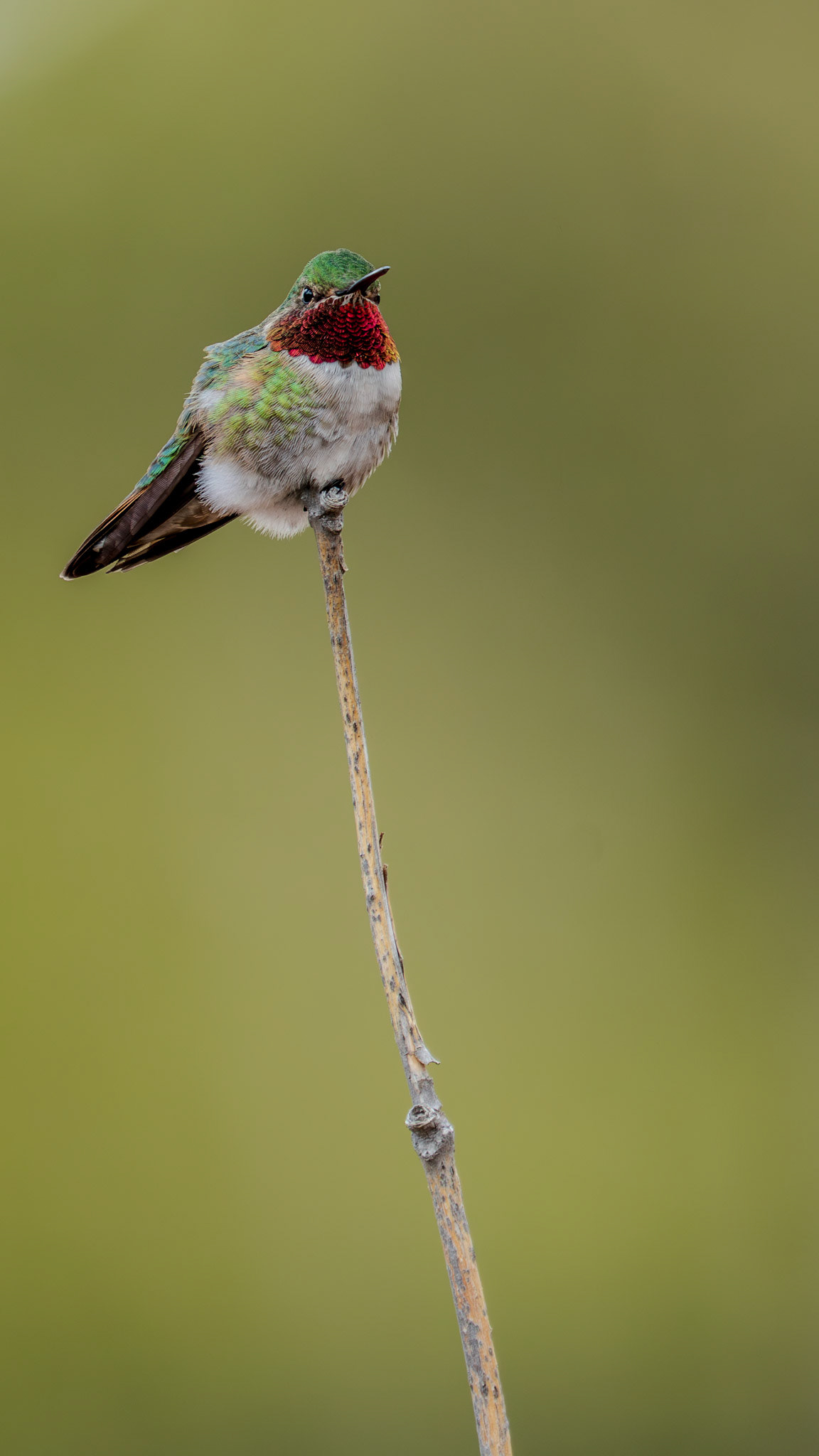 Small mountain hummingbird