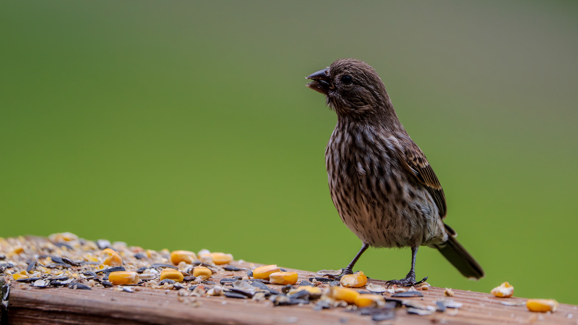 Hungry little finch