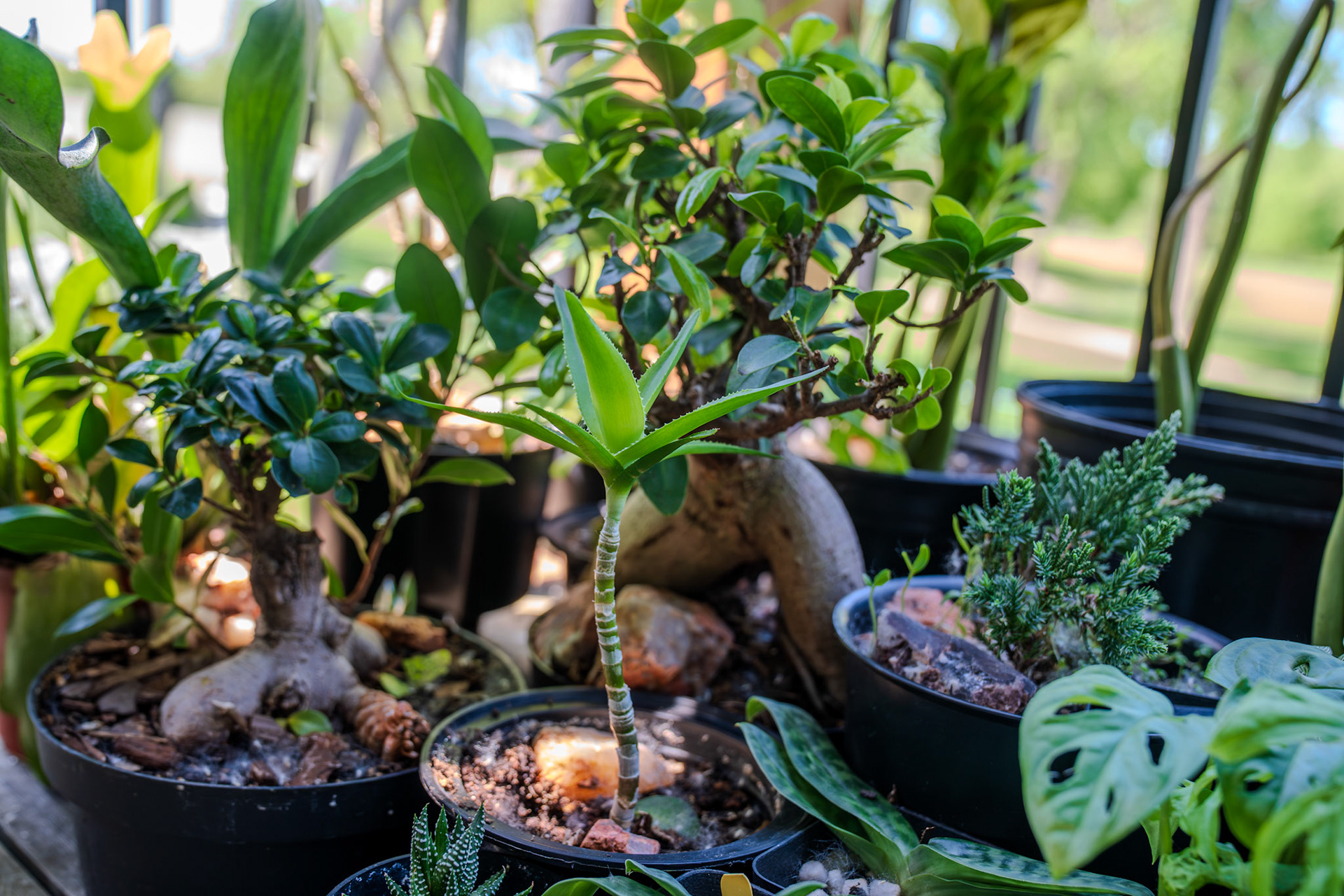 Houseplant mix