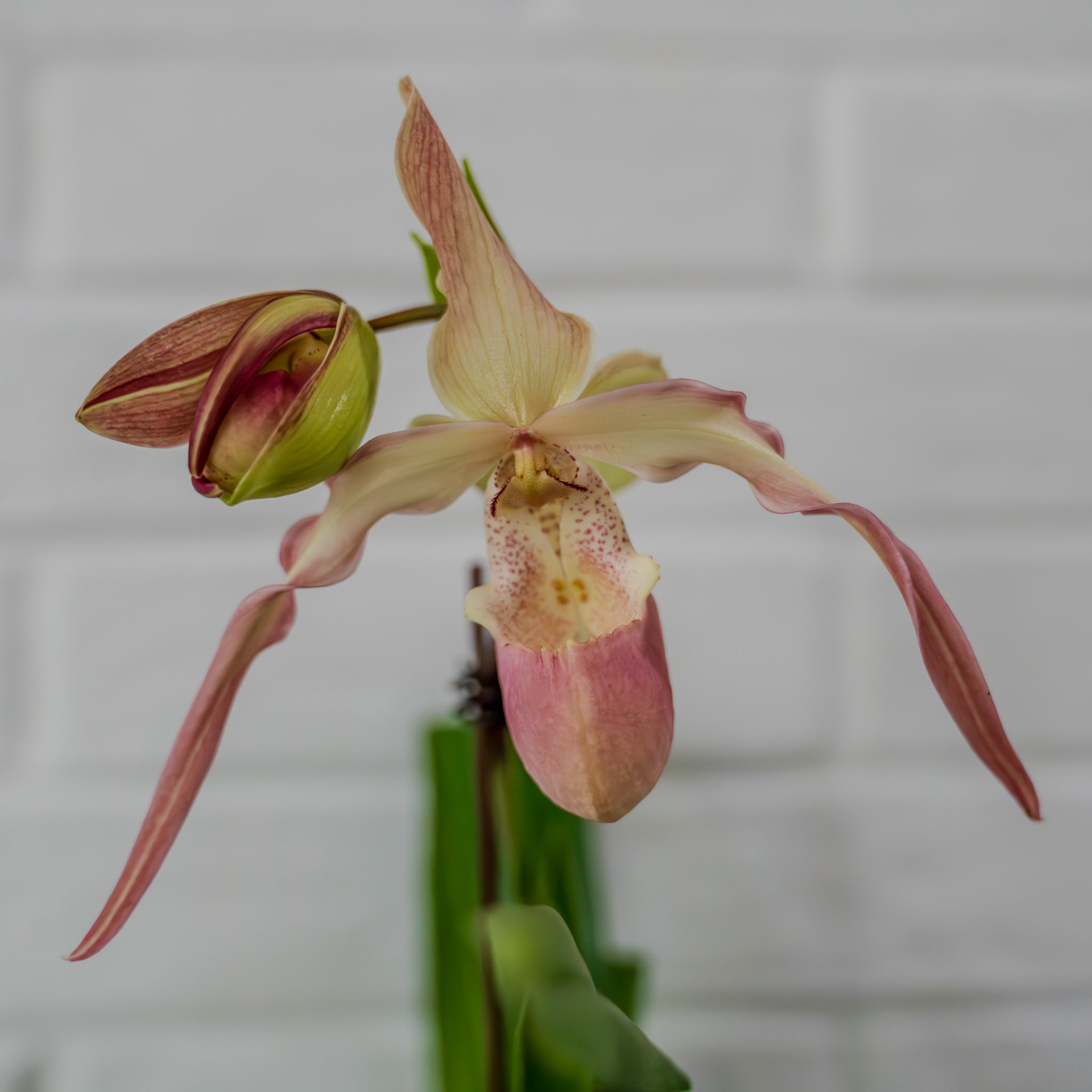 "Phrag. Peruflora's Spirit" from Birdman