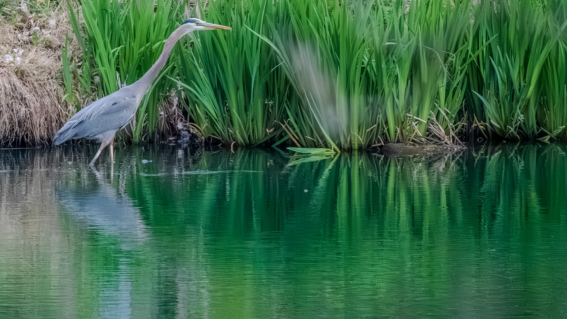 Great Blue Heron