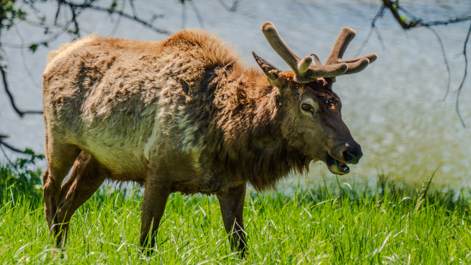 Bull Elk
