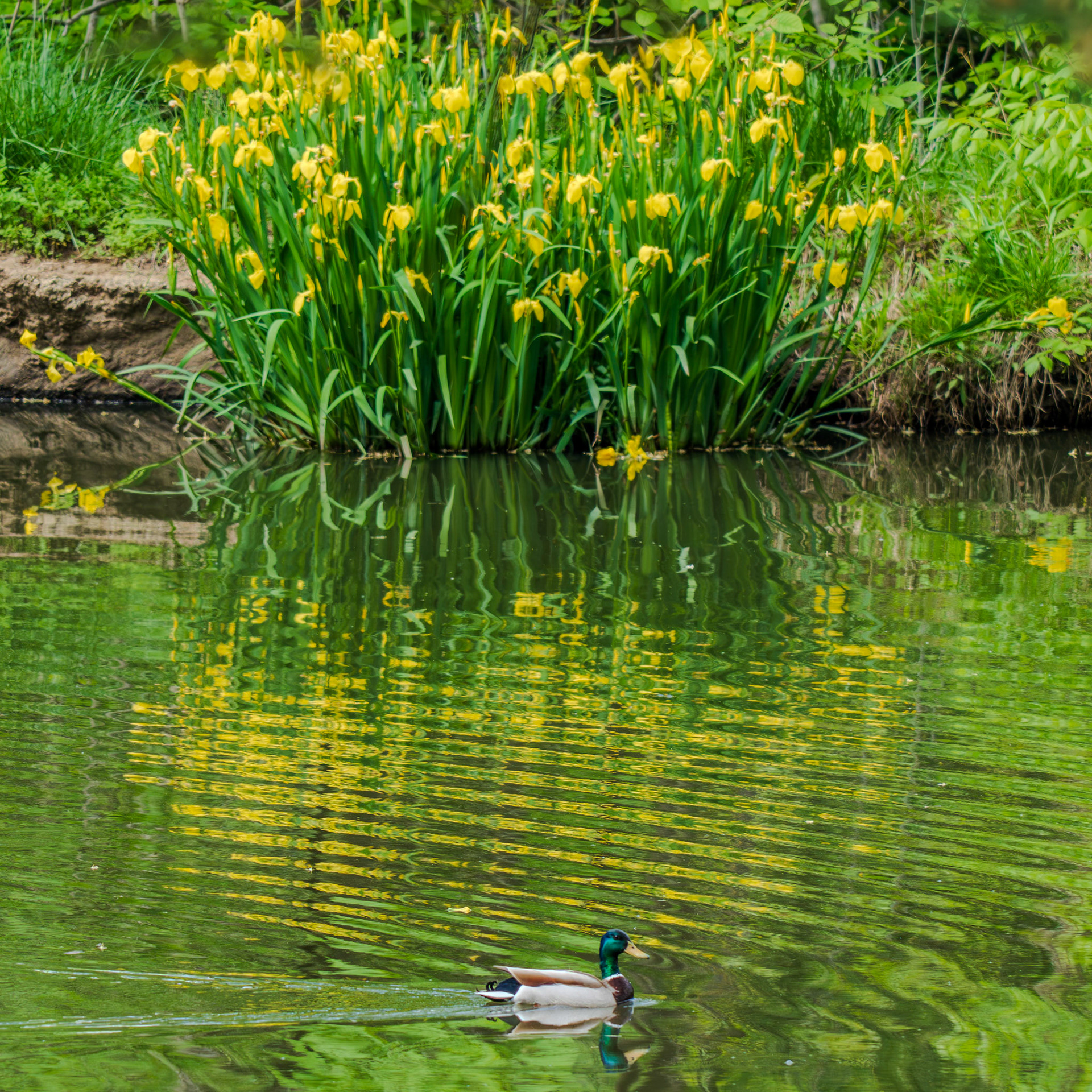 Duck making waves
