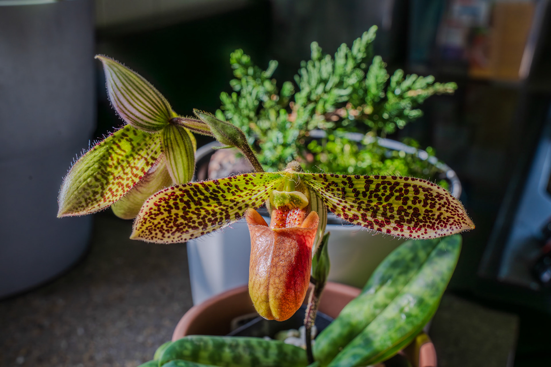 Lady slipper orchid