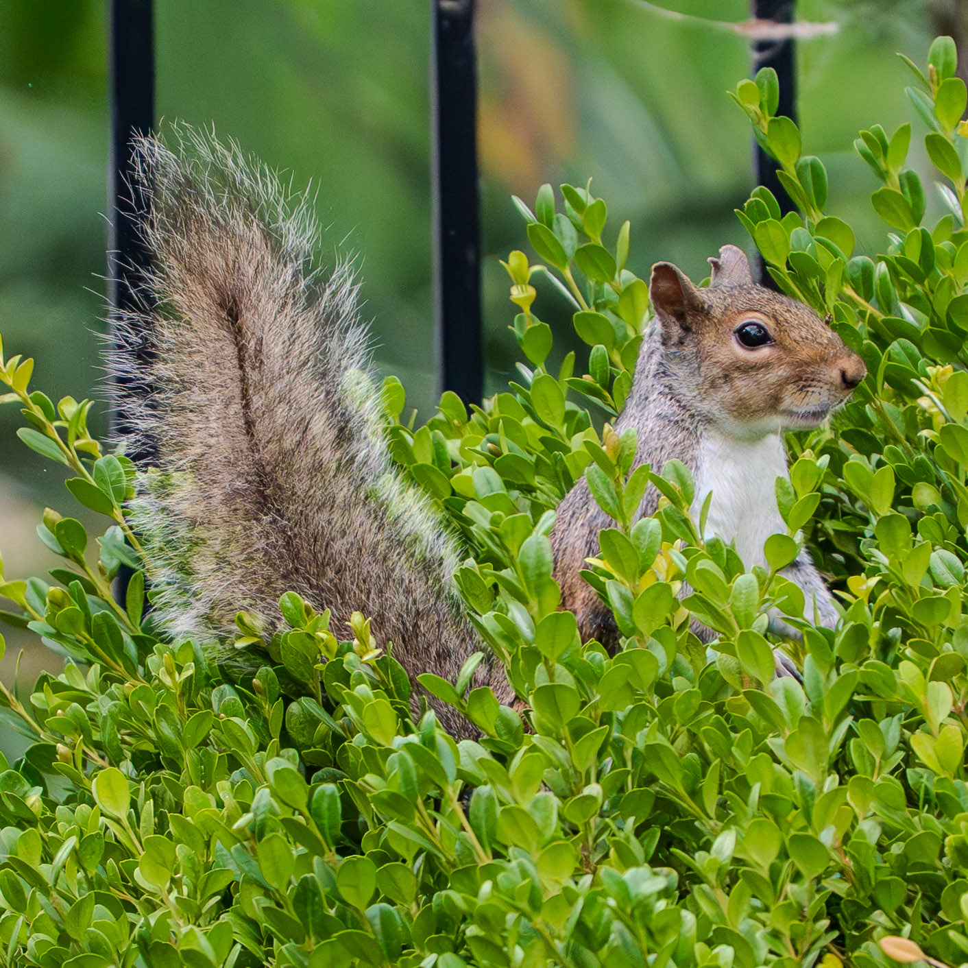 Peaking through the bush