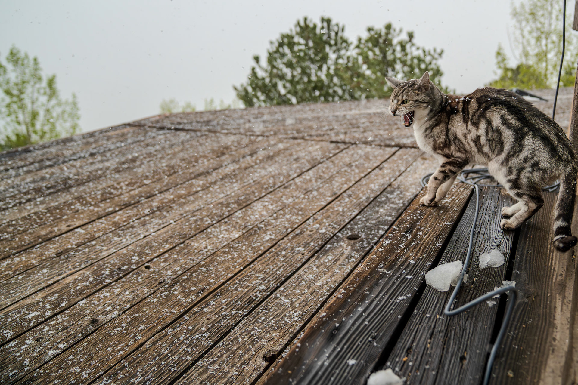 Albert loves the snow