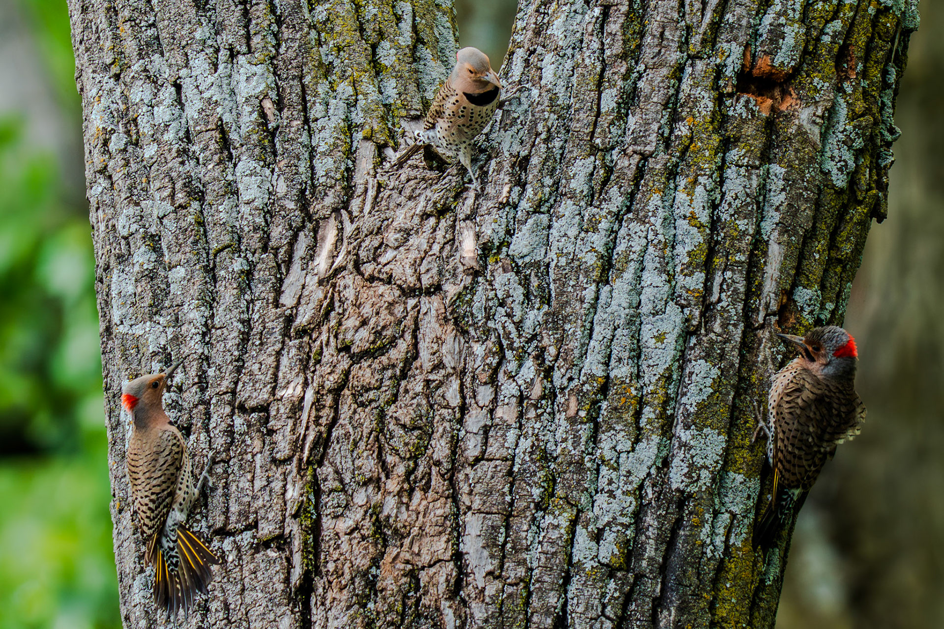 3 Northern Flickers