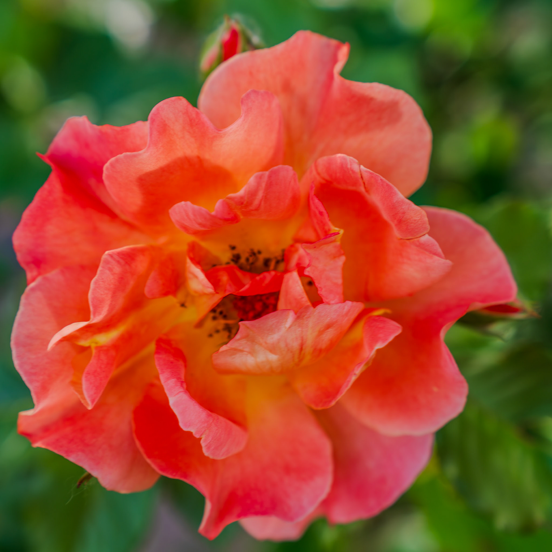 Orange wave heirloom rose