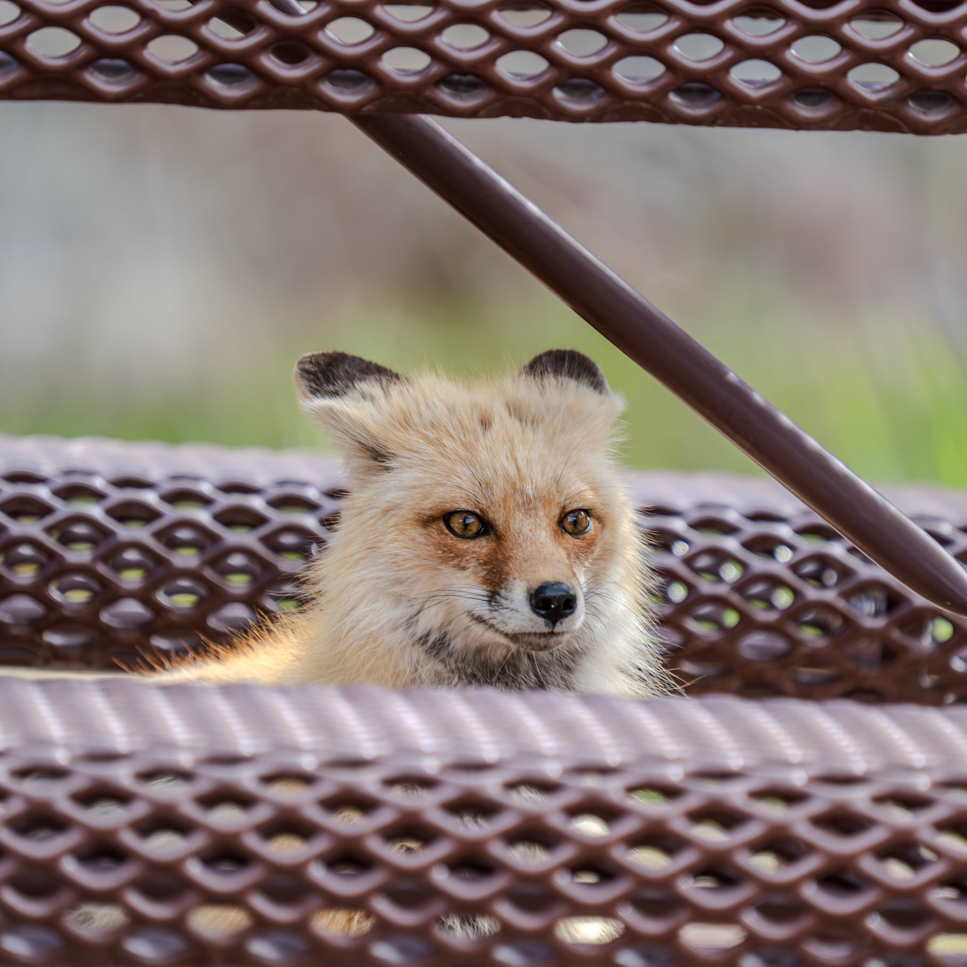 Fox under table