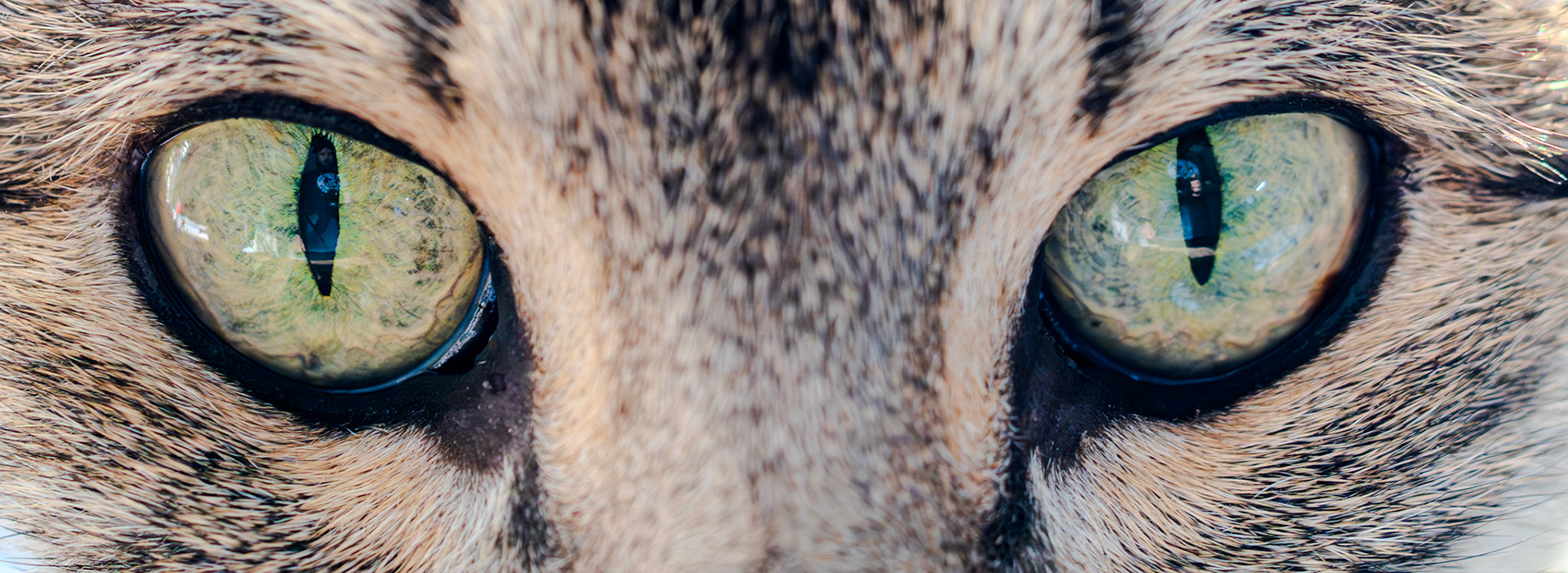 Cat eyes
