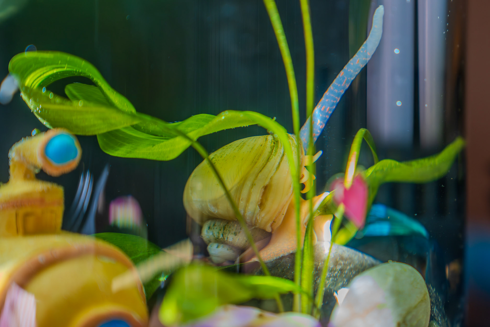 Snail's siphon