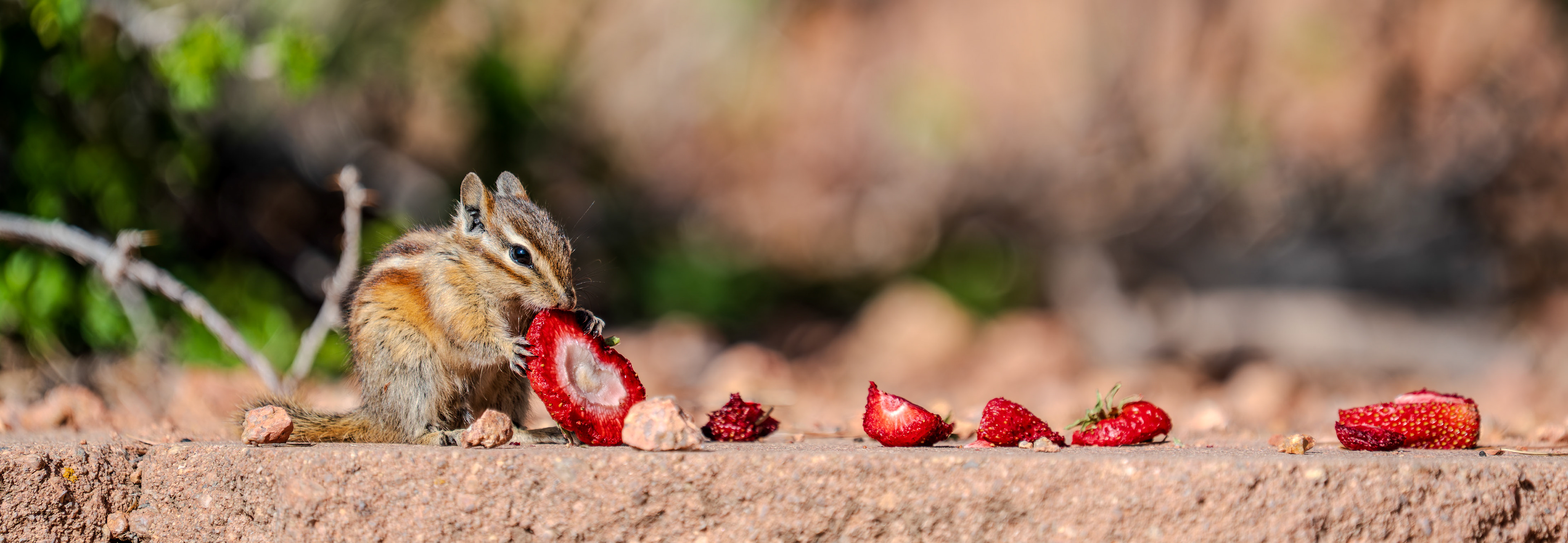 Hungry baby chipmunk