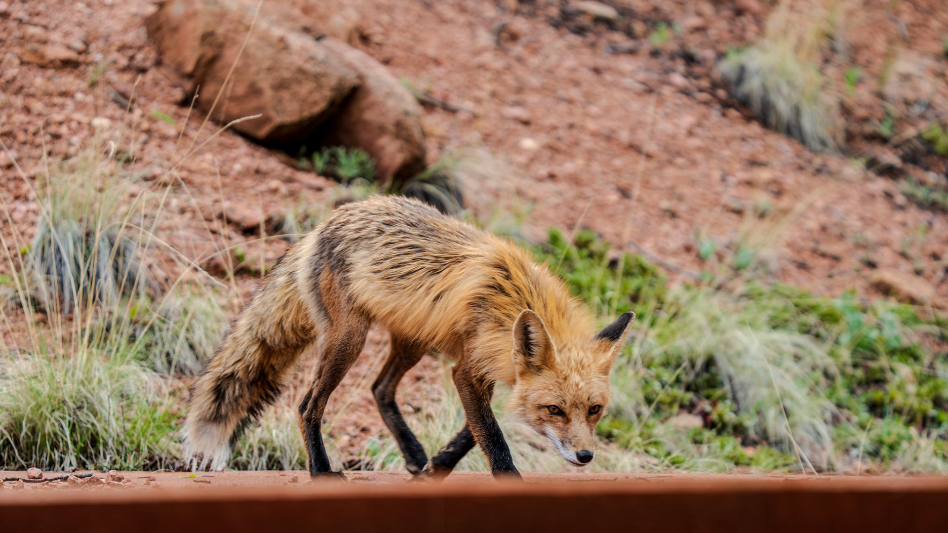 Clever fox