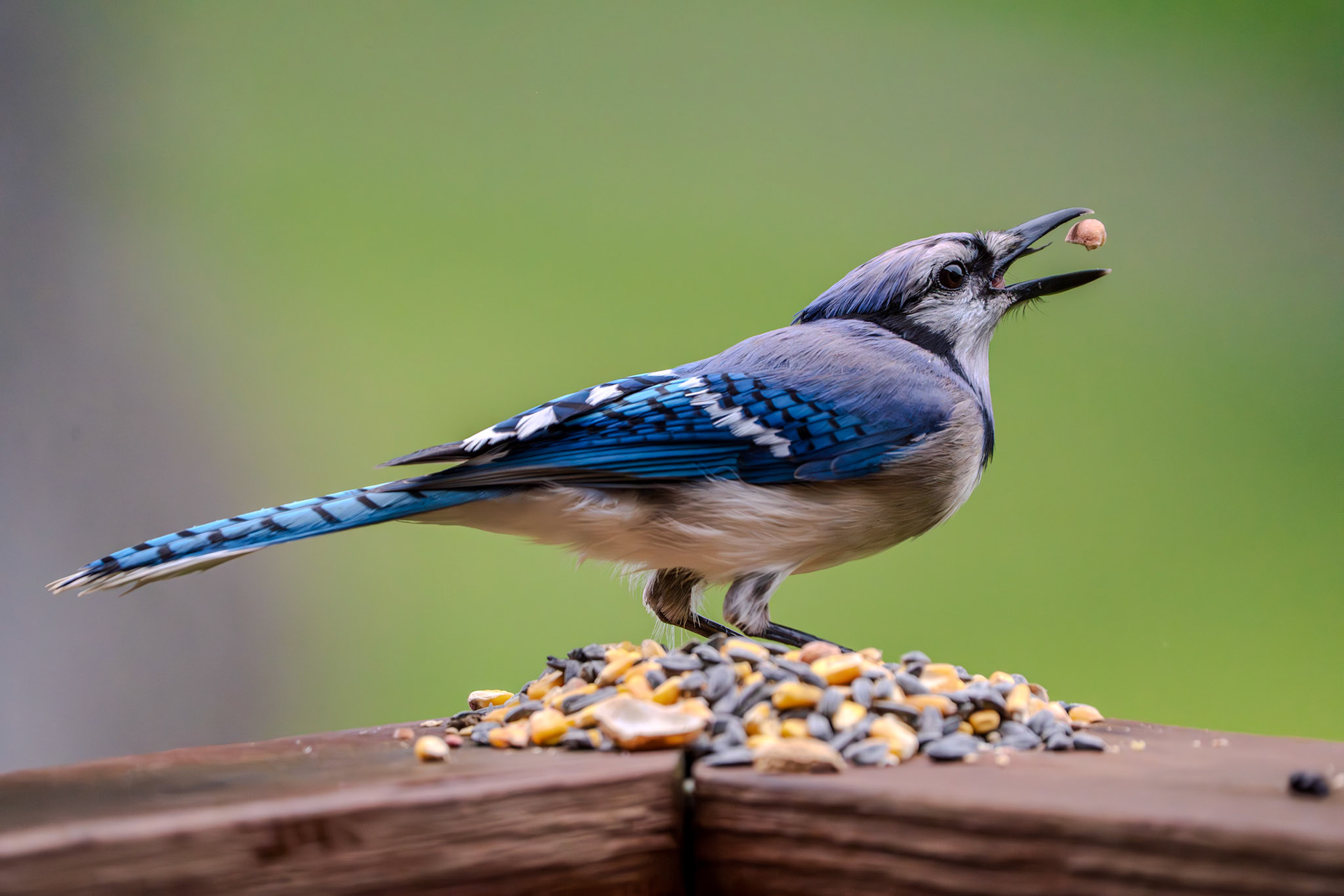Bluejay breakfast