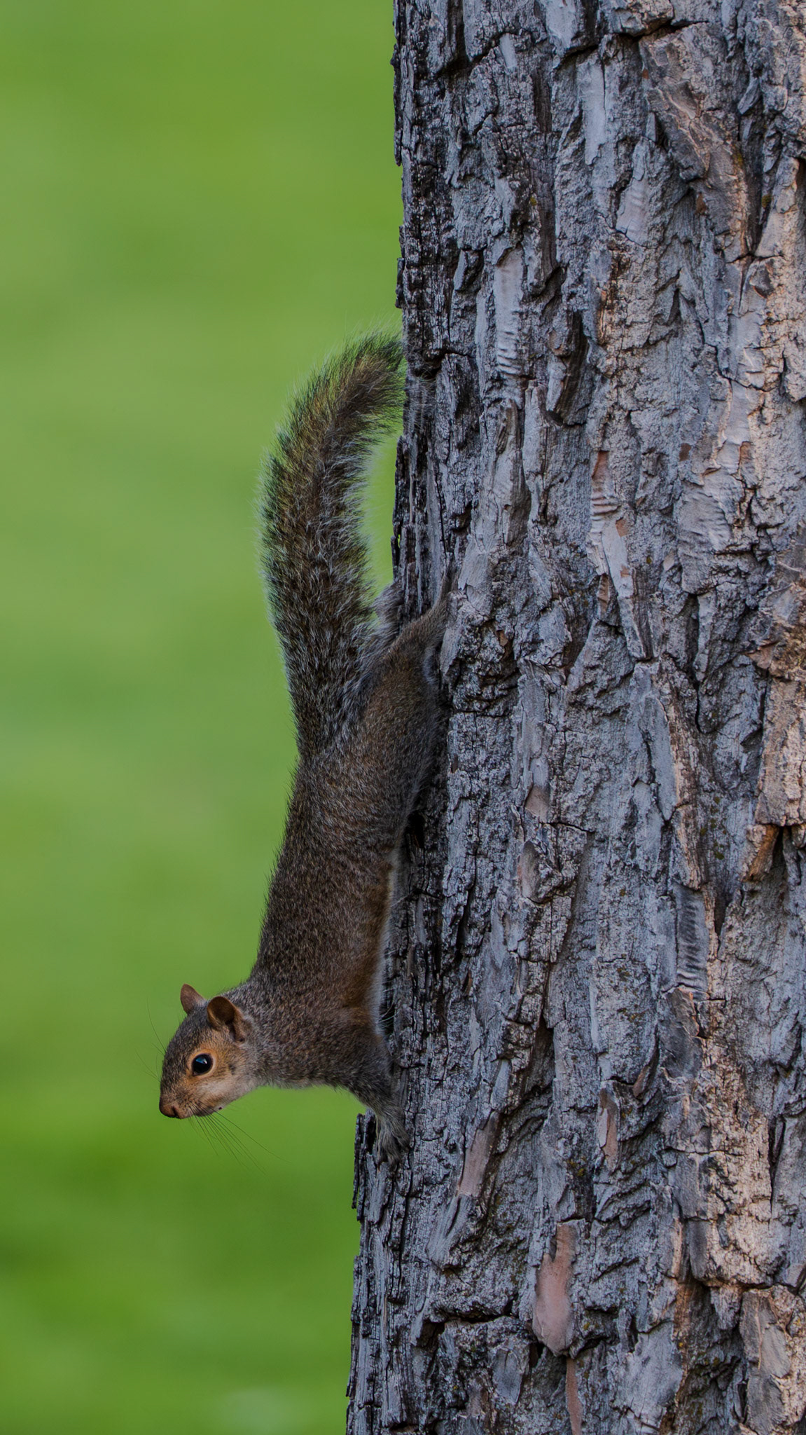 Head down squirrel