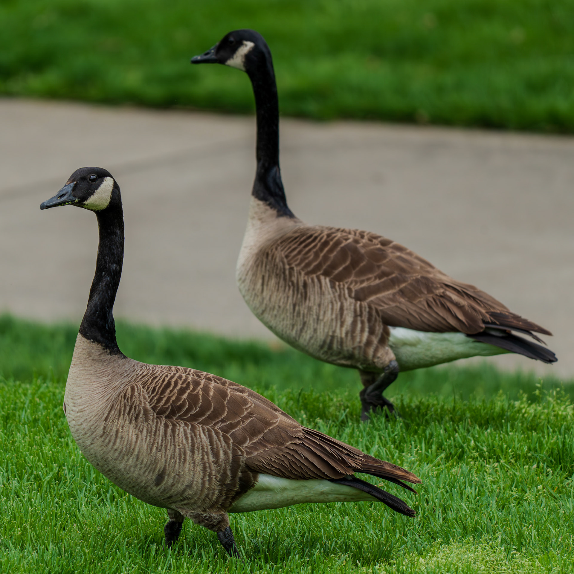 Geese