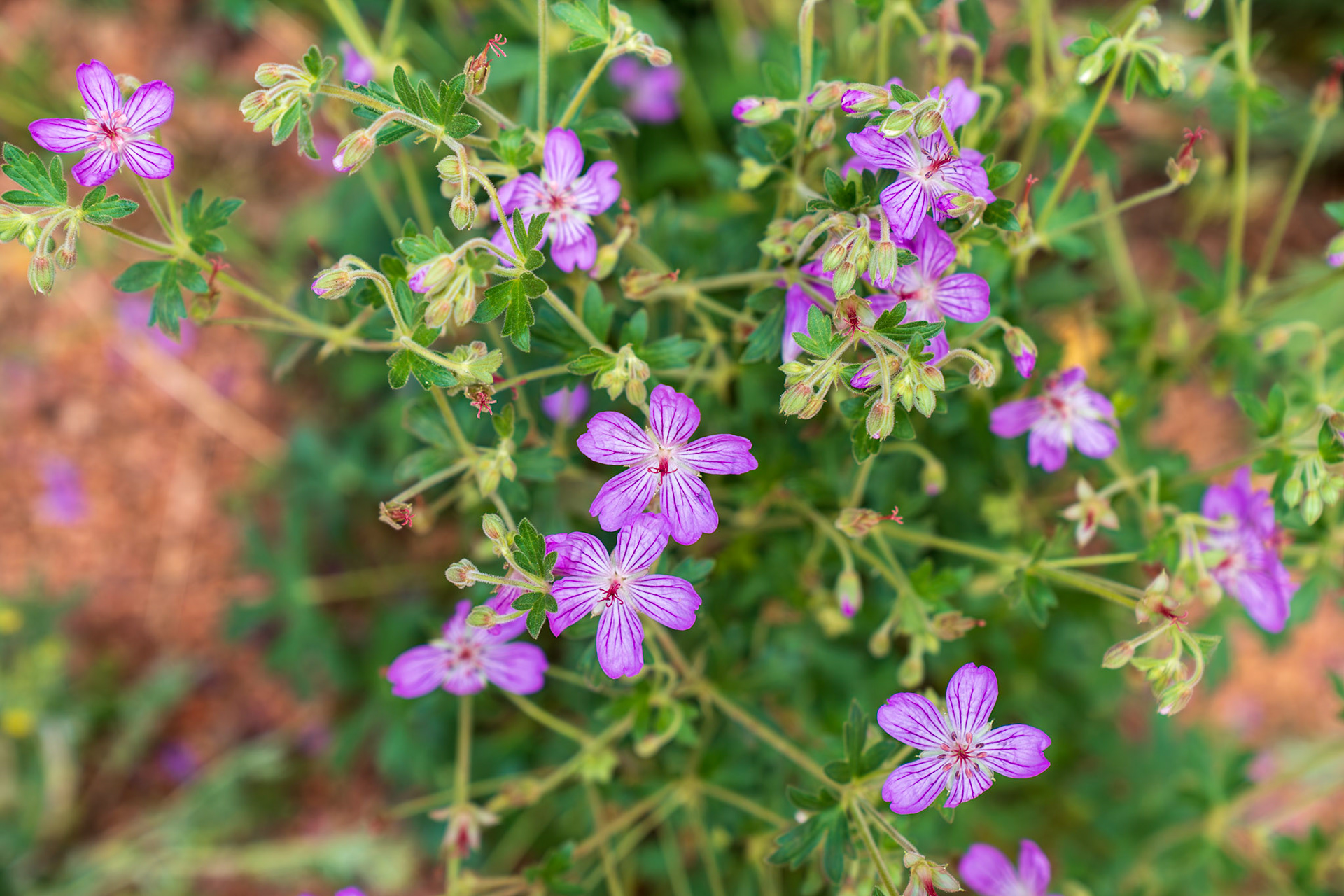 Purple geranium