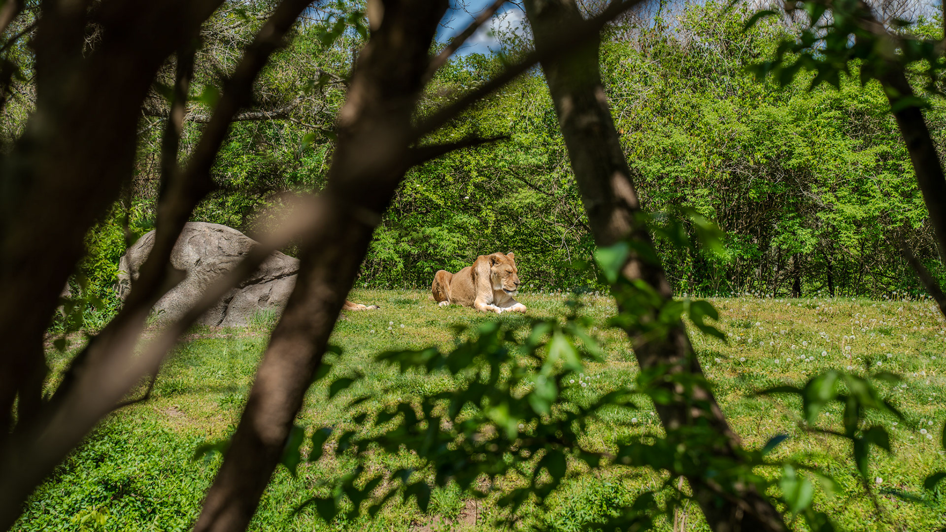 Lion
