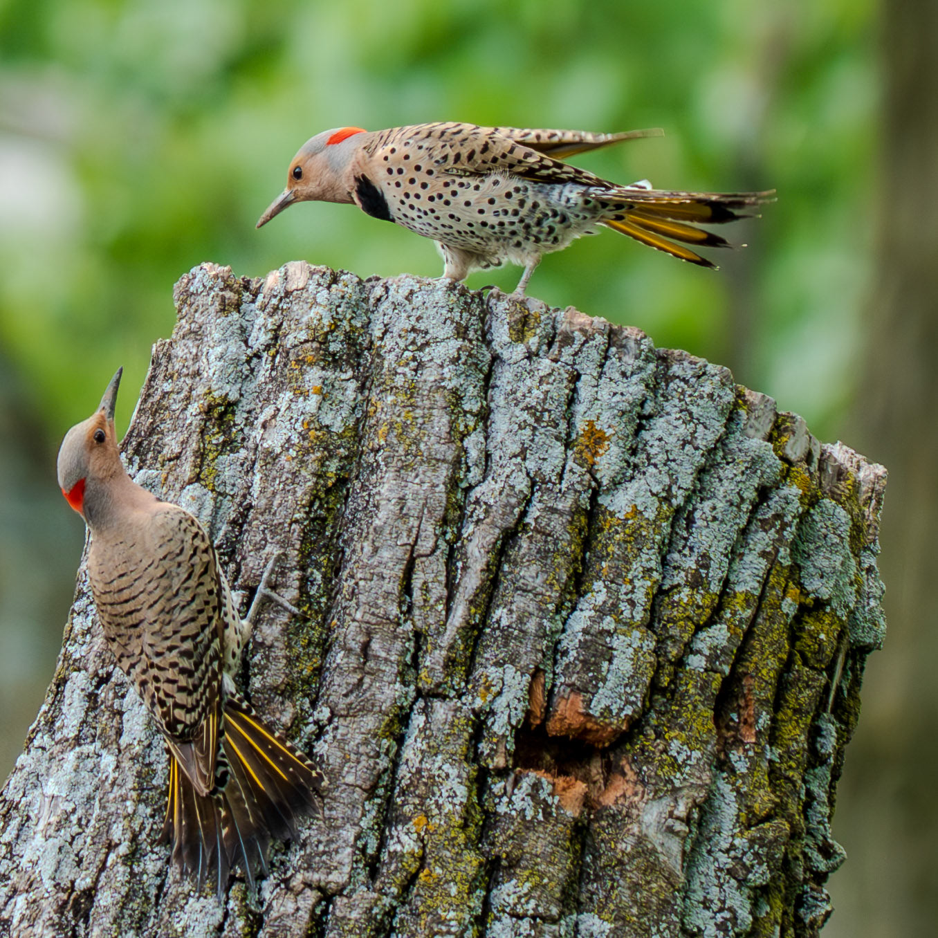 Northern Flickers
