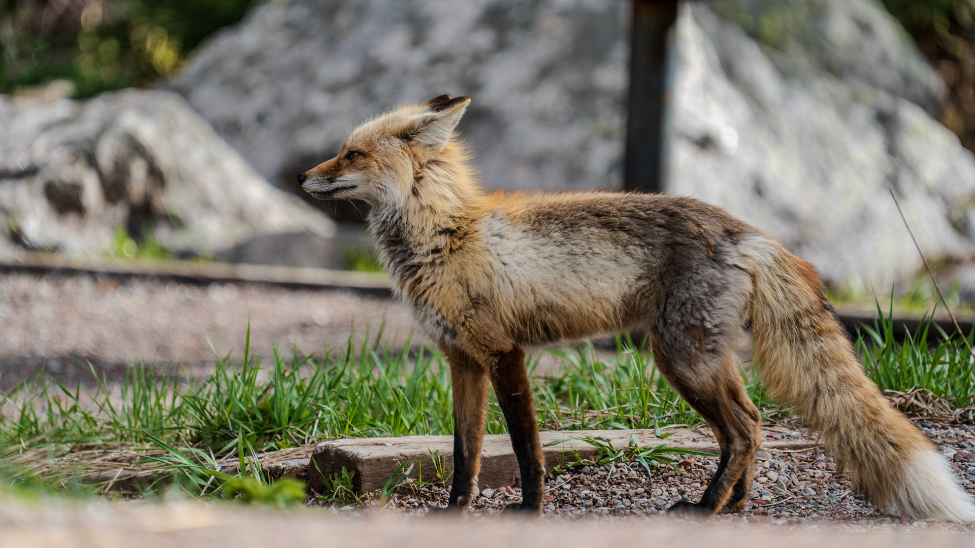 Cautious Fox