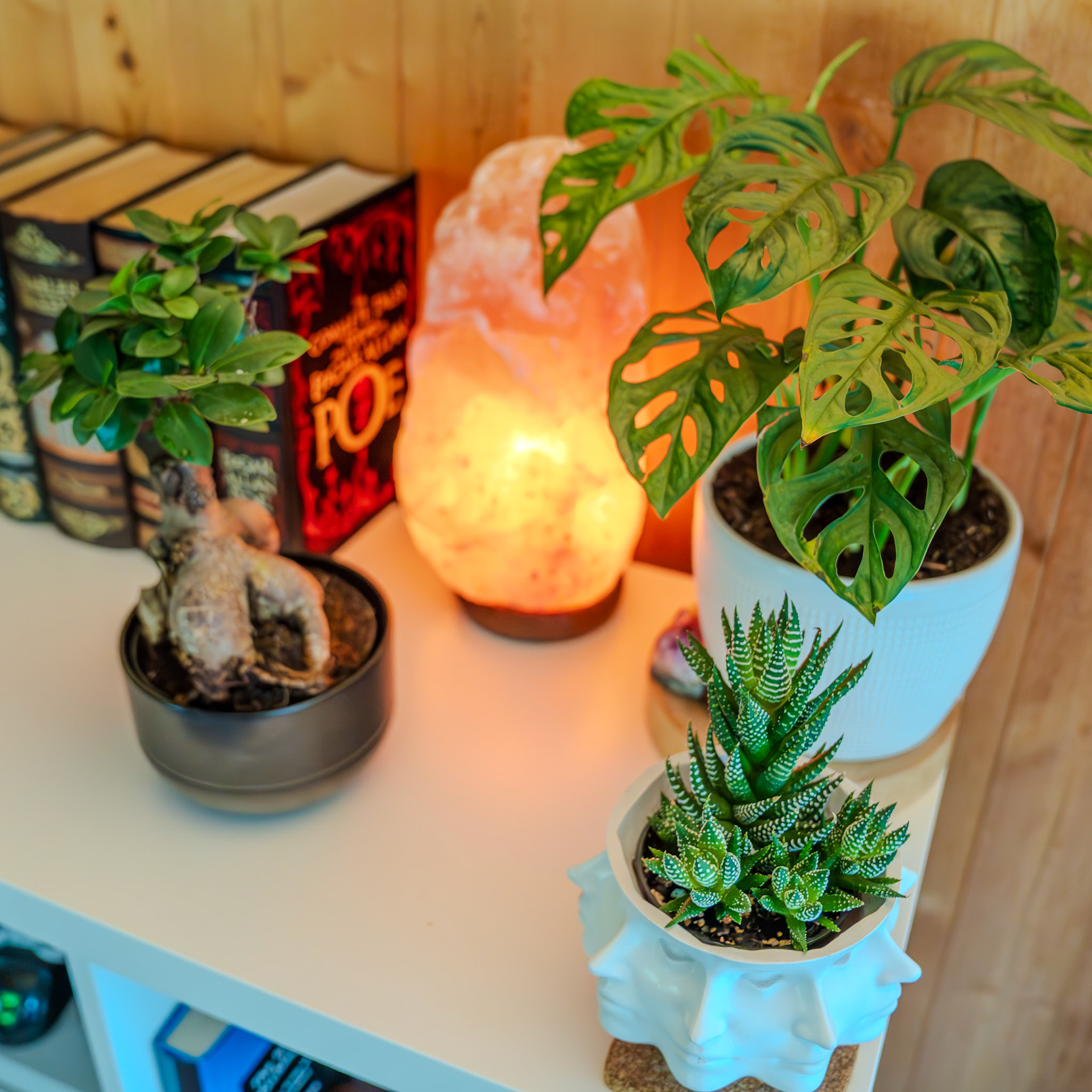 Houseplant mix