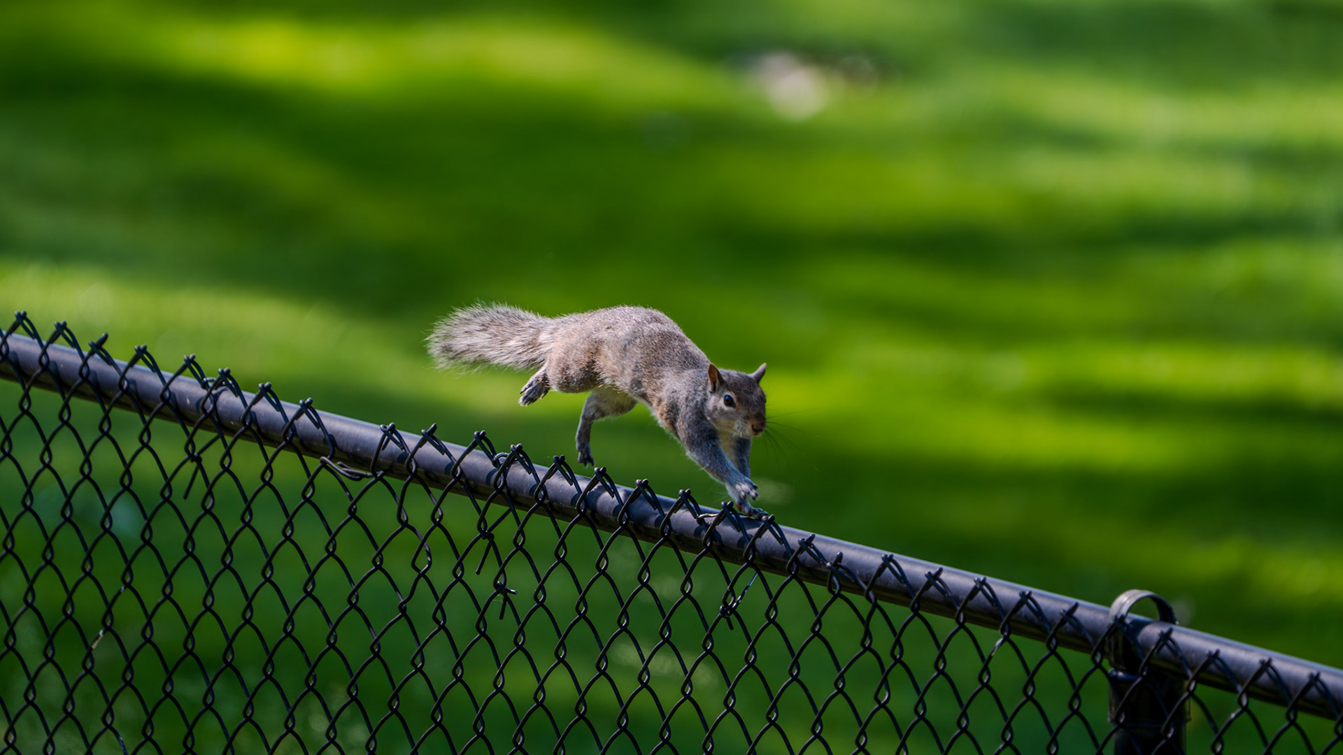 Galloping on the fence
