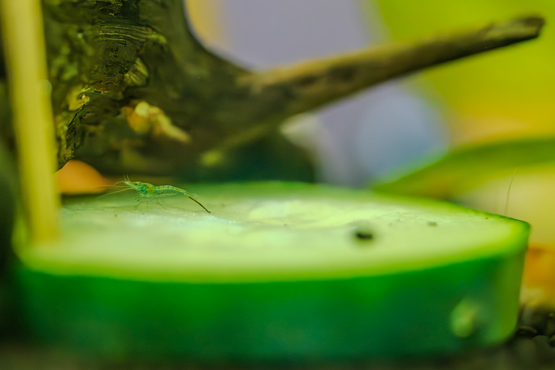 Baby shrimp closeup