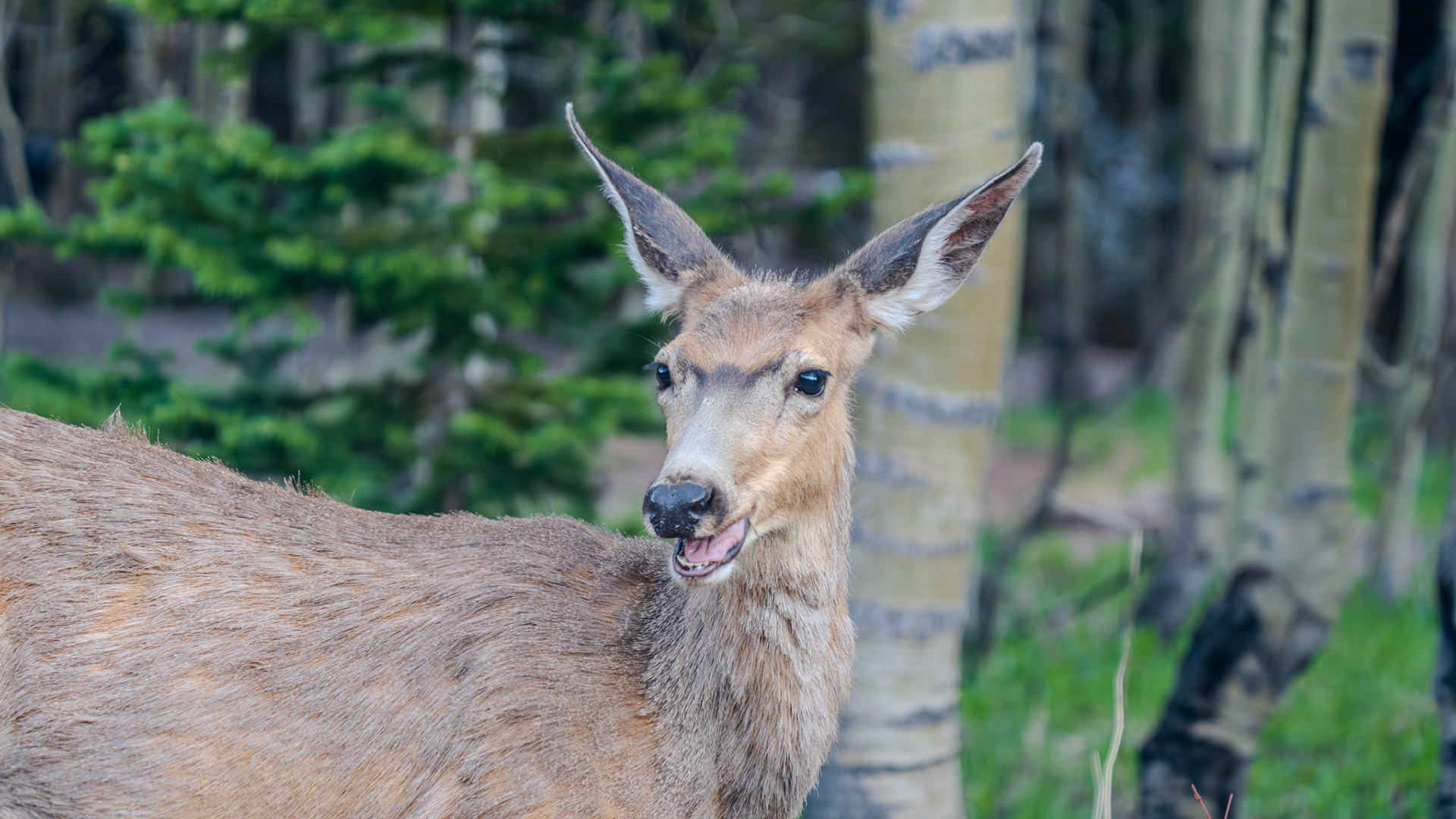 Silly mule deer